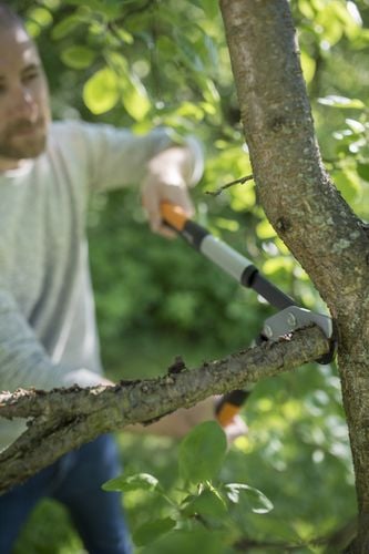 Person cutting tree limb with pruner