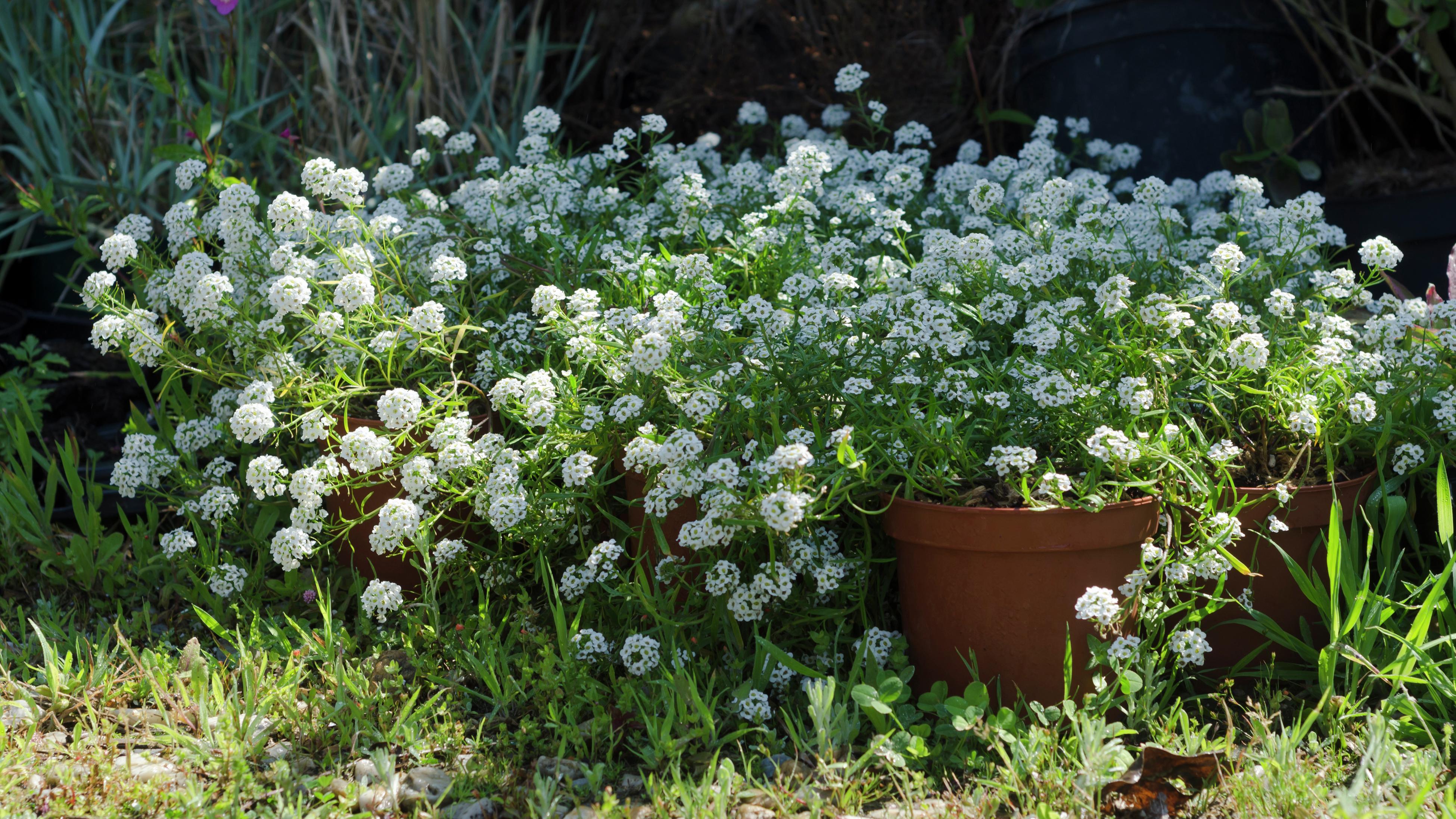 Sweet alyssum plants growing in terracotta pots