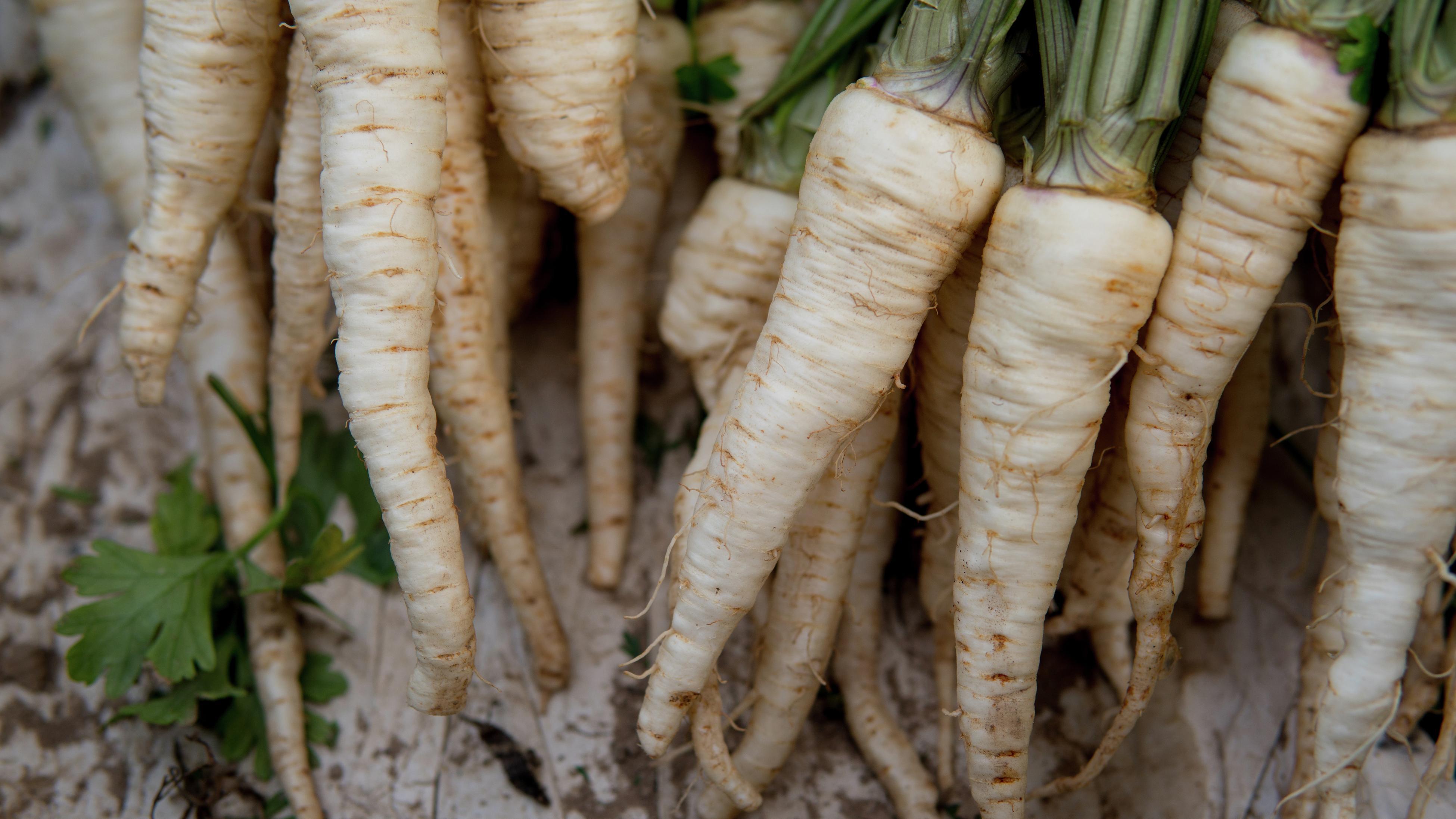 A bunch of freshly harvested white parsnip