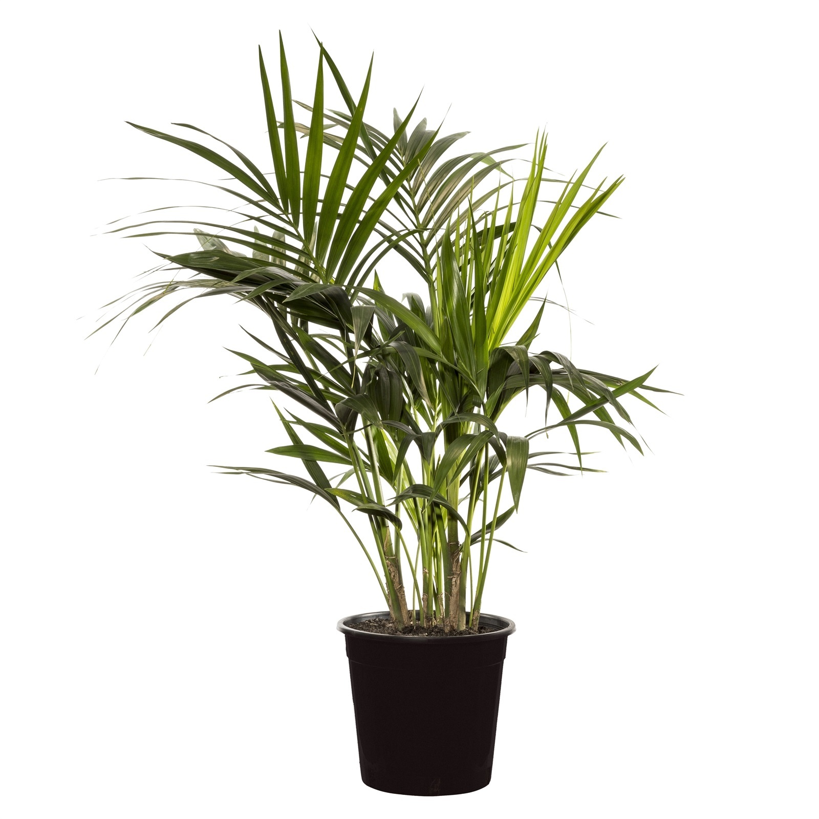 300mm Kentia Palm Howea forsteriana Bunnings Australia