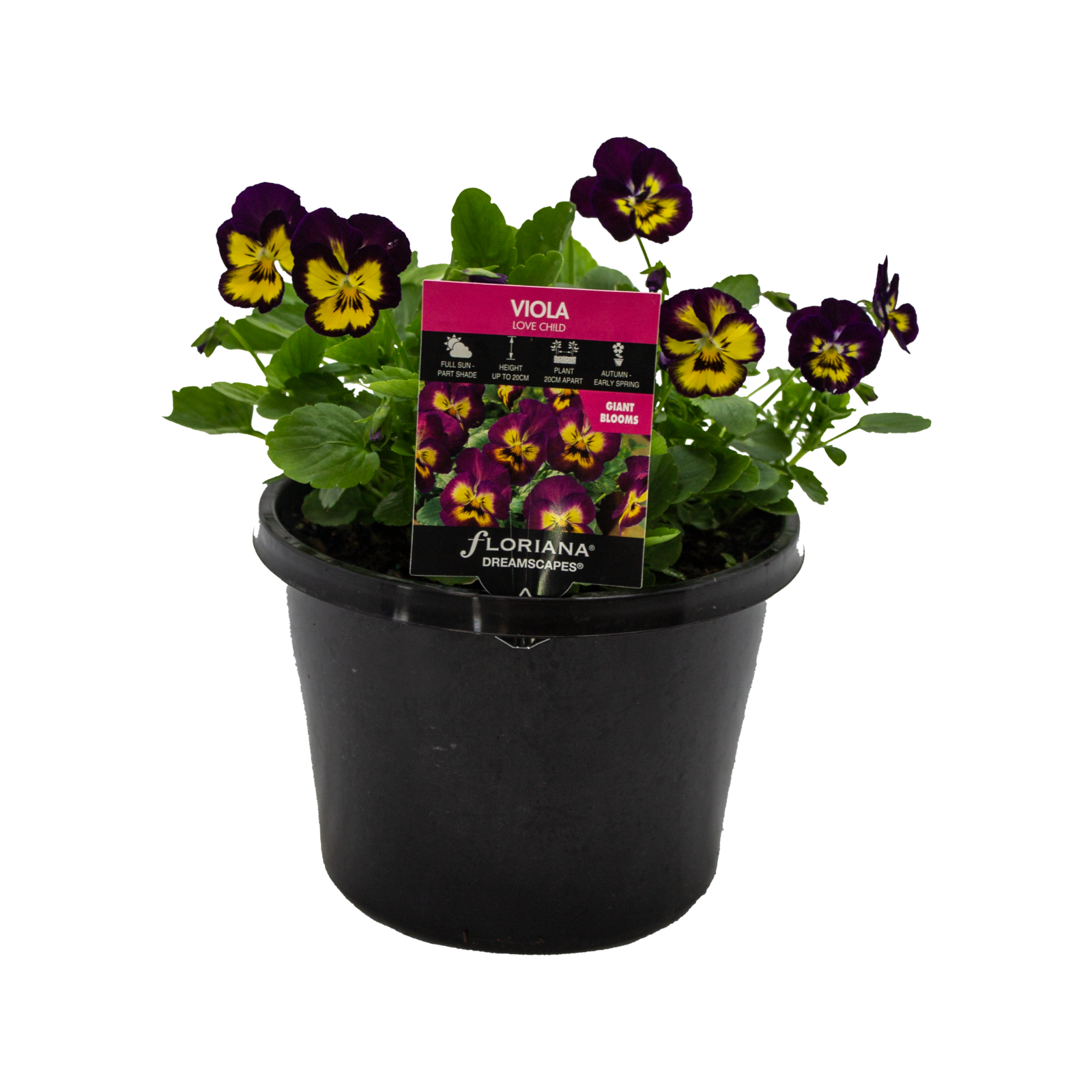 170mm Viola Love Child Viola cornuta Bunnings Australia