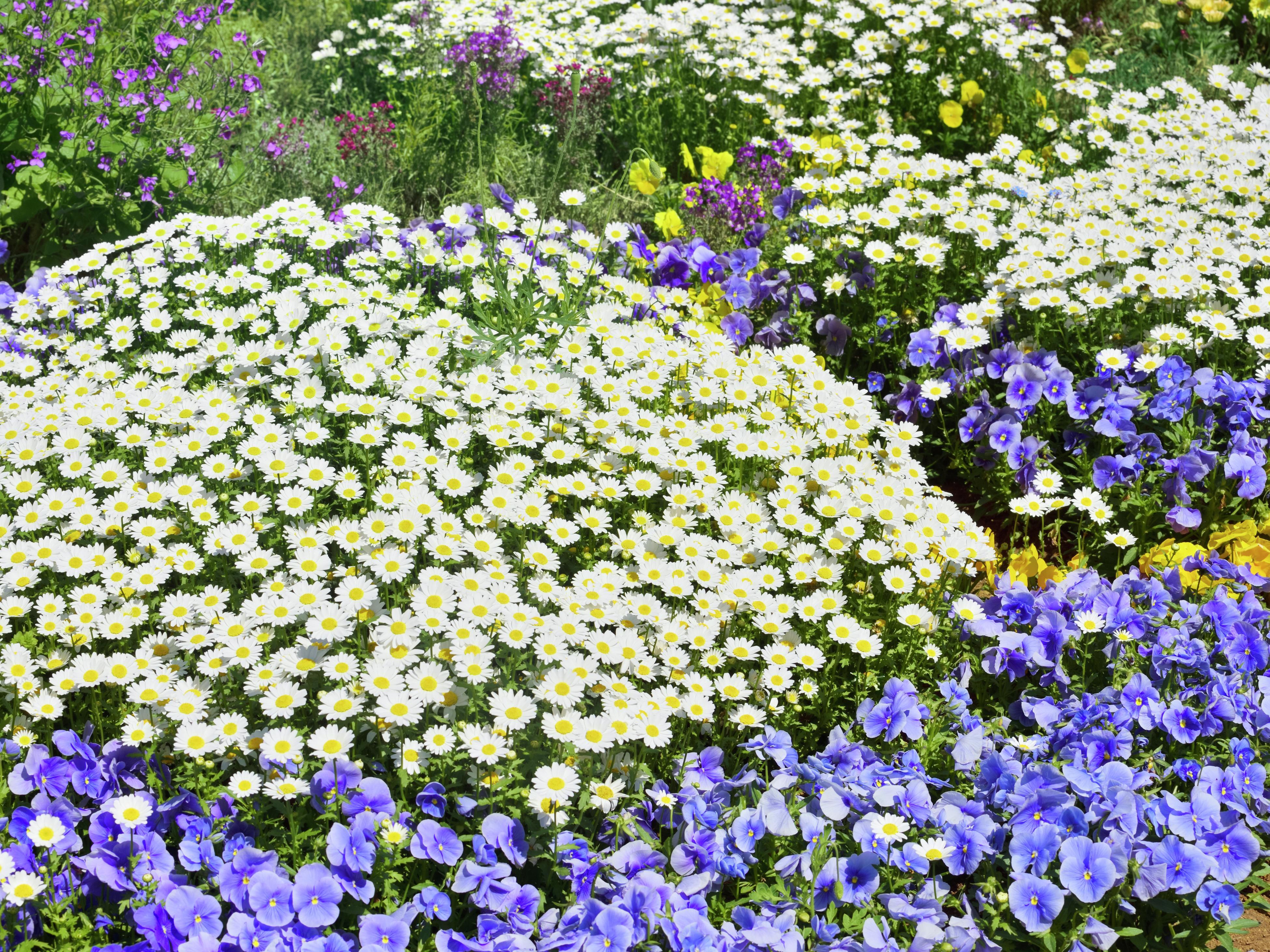 Flower Garden, Green background Daisy Flowers