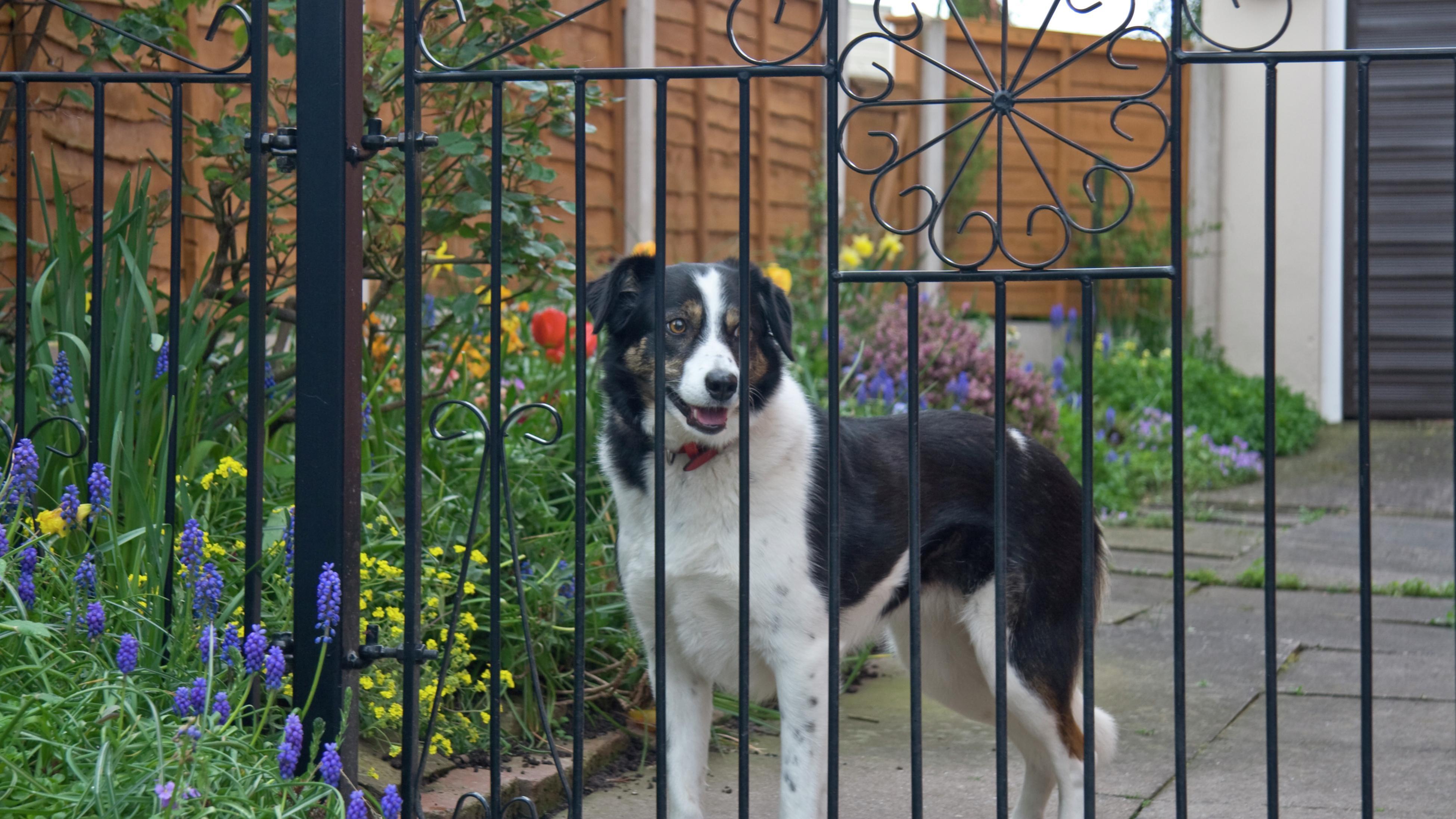 Dog fence clearance bunnings