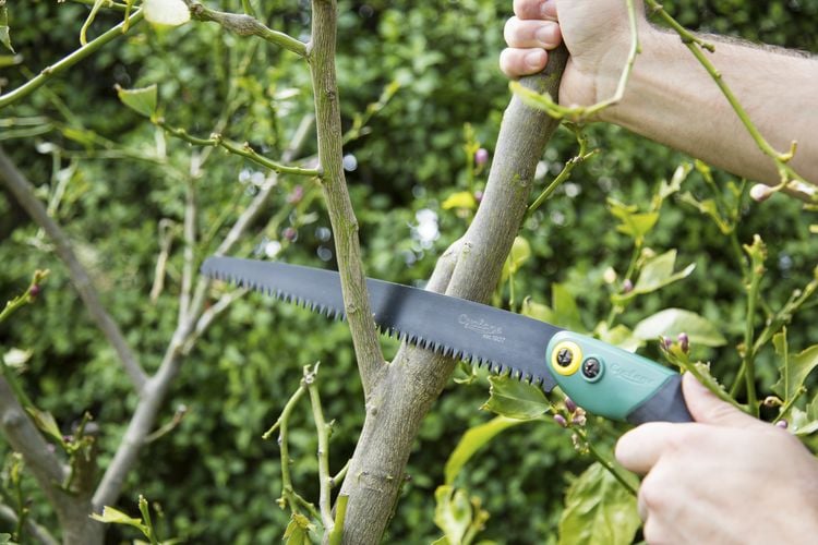 Person cutting tree limb with saw