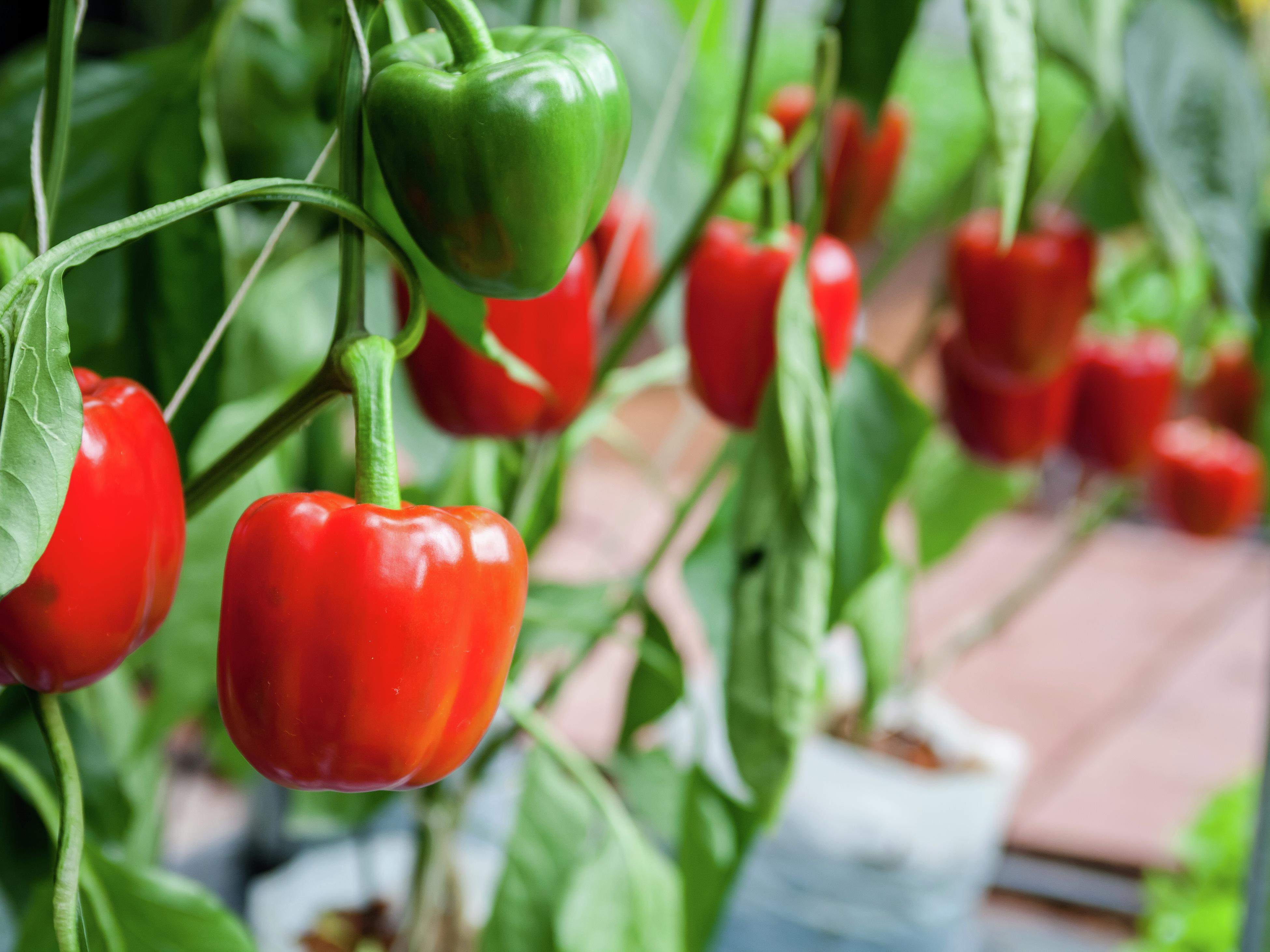 How To Plant And Grow Capsicum - Bunnings Australia