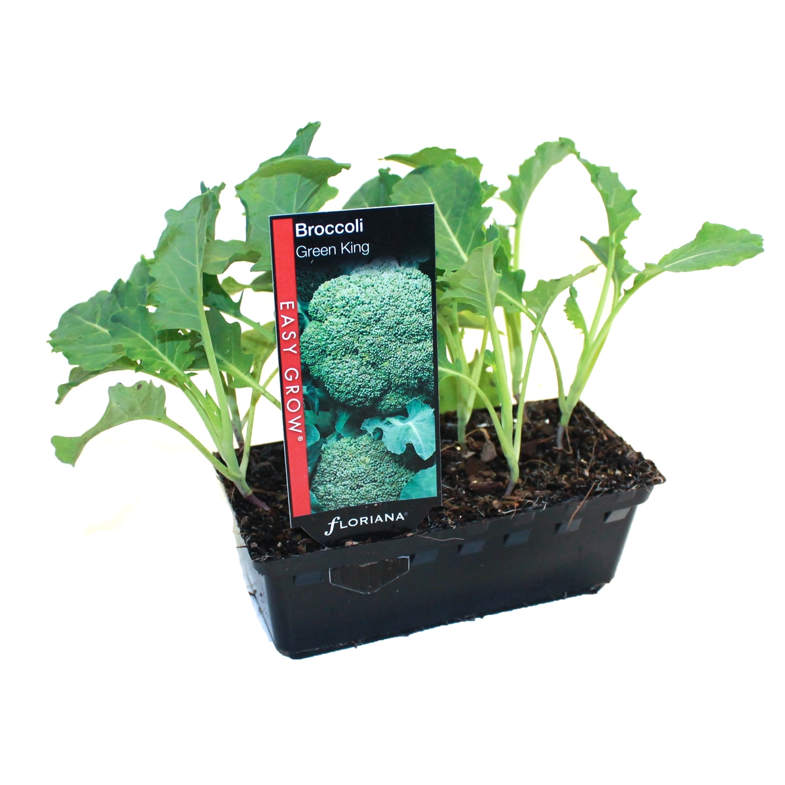 Broccoli Green King Brassica oleracea var. italica 6 cell