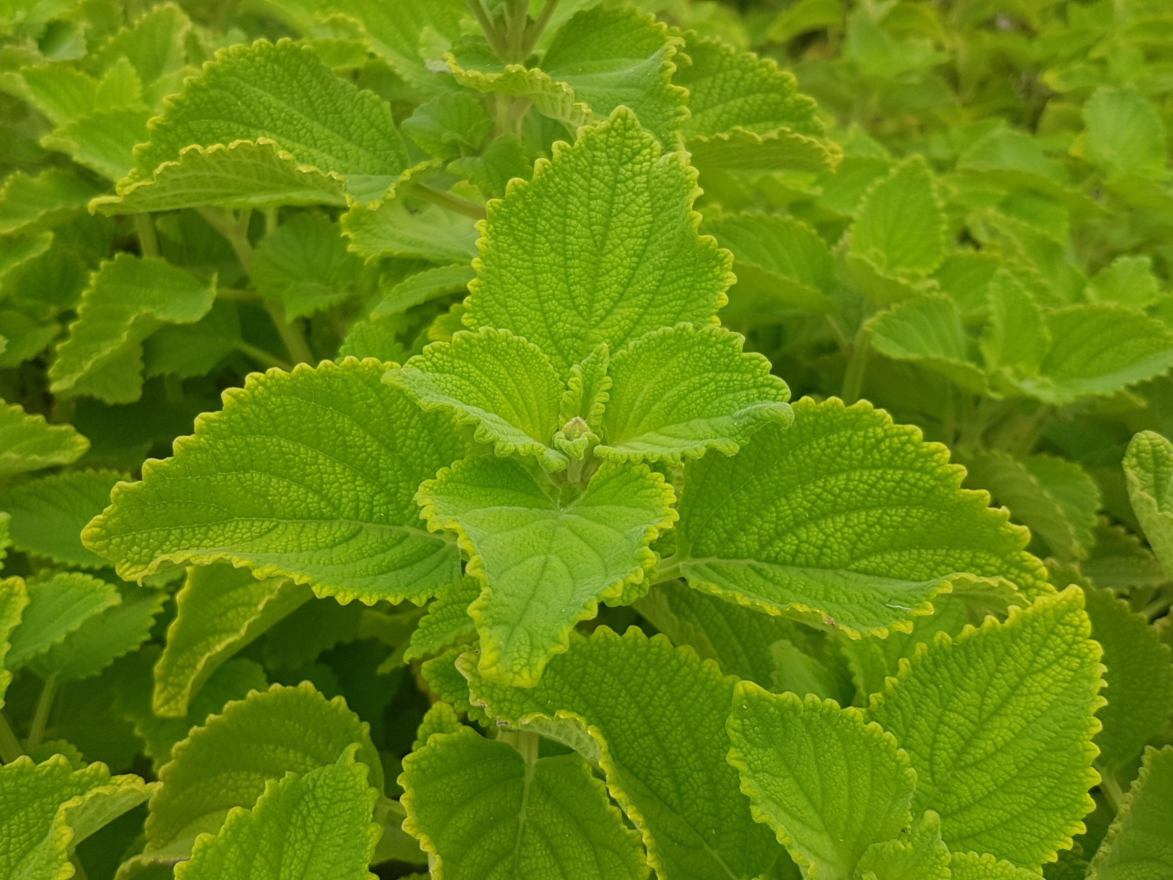 How To Grow Bush Basil Bunnings Australia