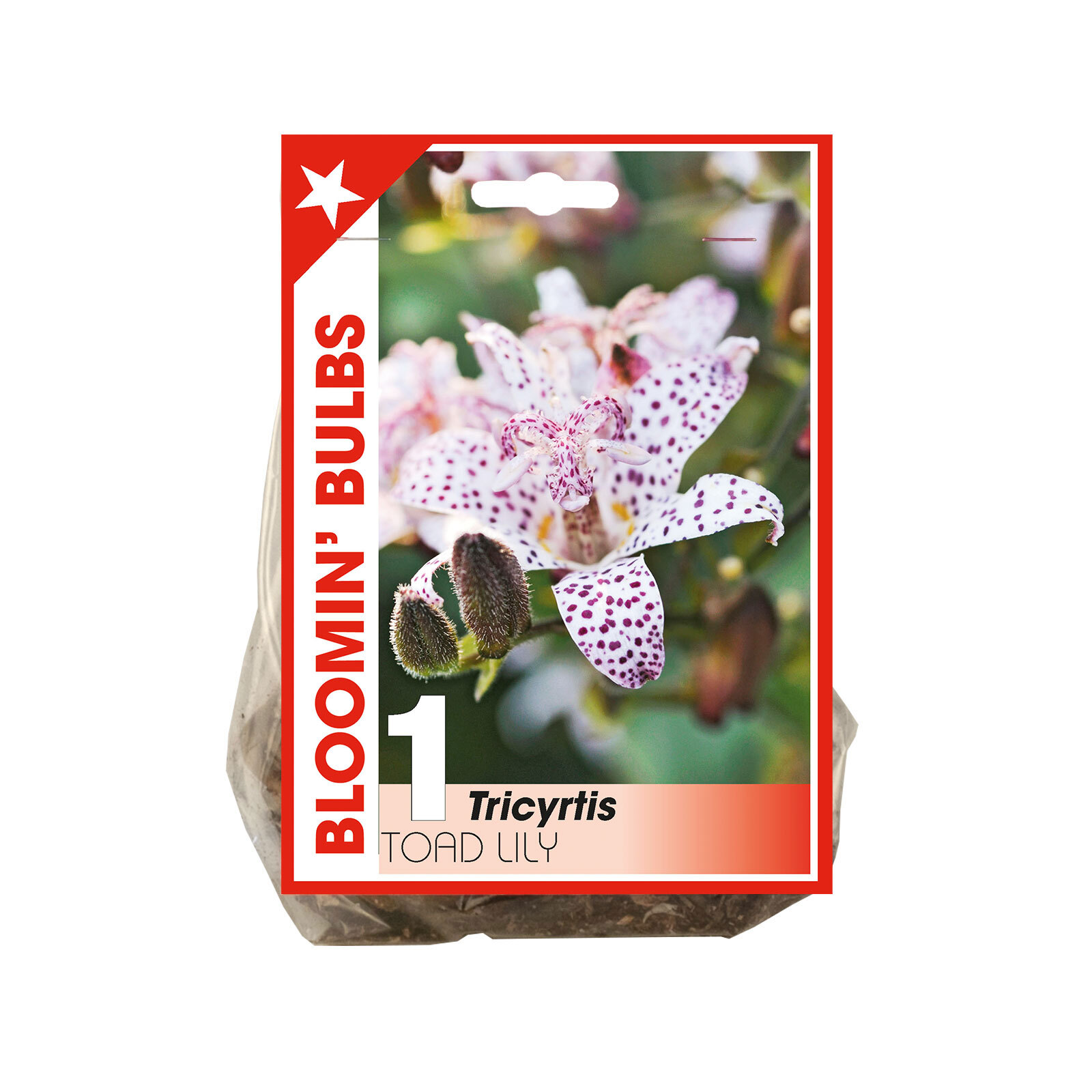 Bloomin Bulbs Toad Lily 1 Pack Bunnings Australia