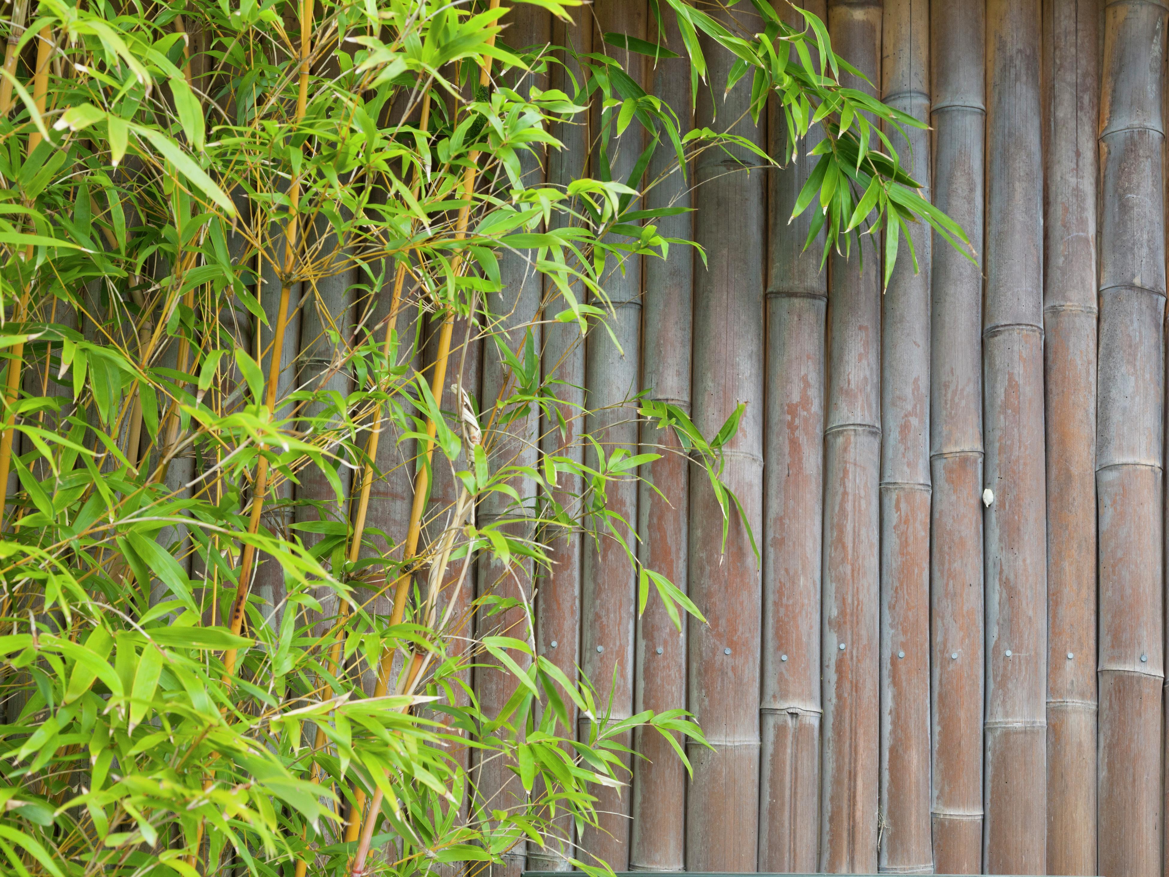 How To Grow And Care For Clumping Bamboo (Bambusa) Bunnings Australia