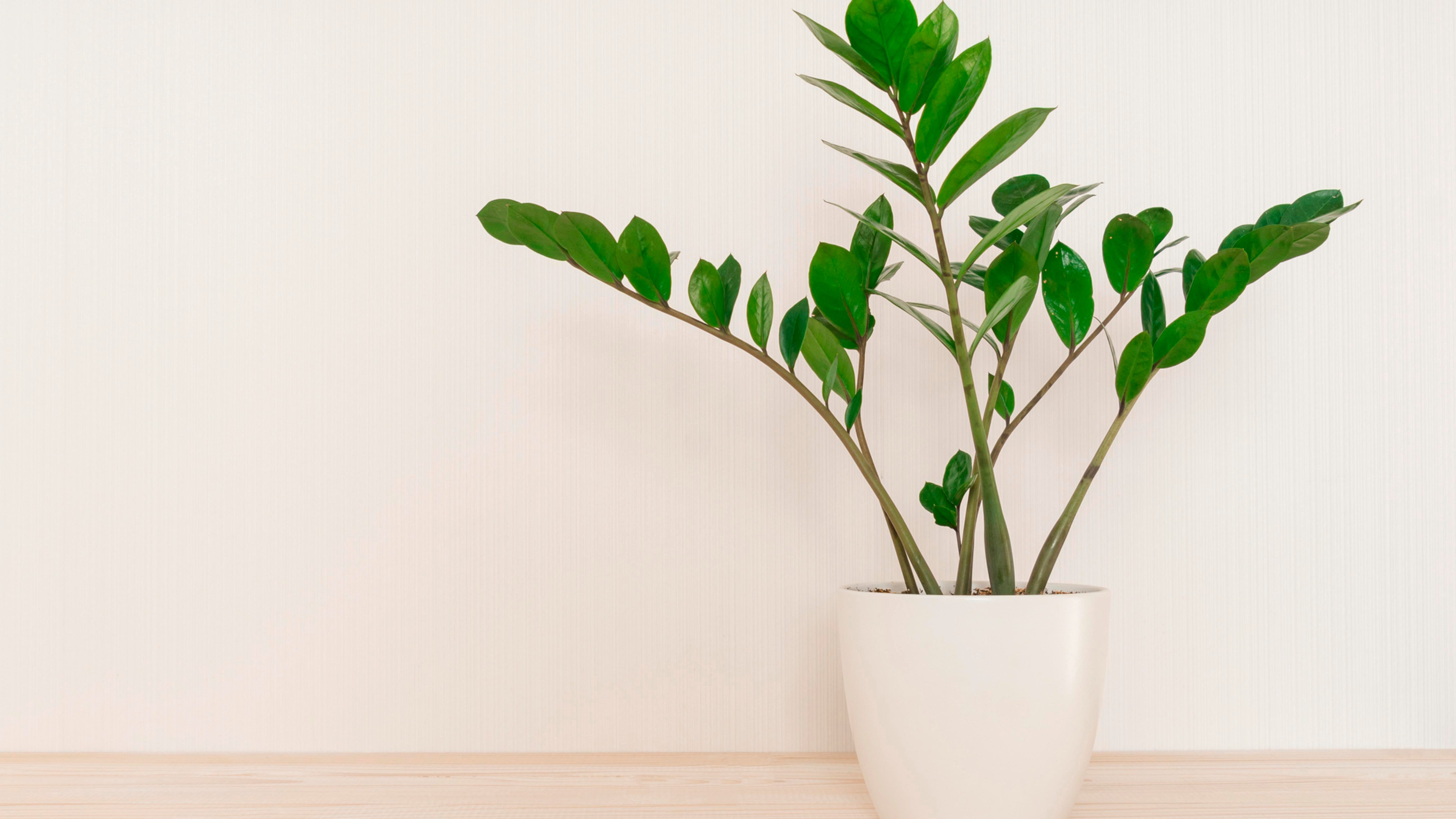 Ten Perennially Popular Indoor Plants Bunnings Australia