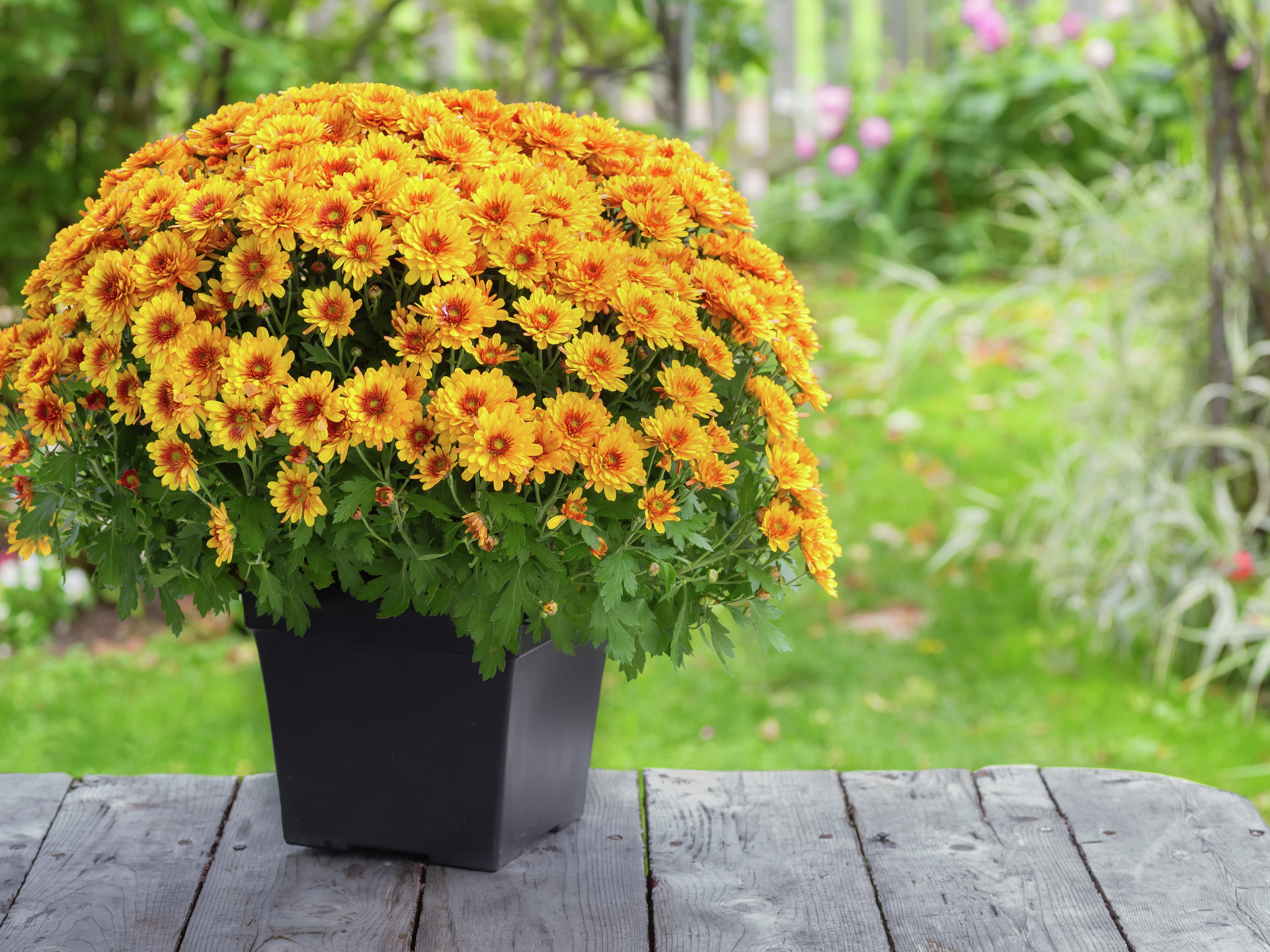 Pot Chrysanthemums Are the Perfect Indoor and Outdoor Summer