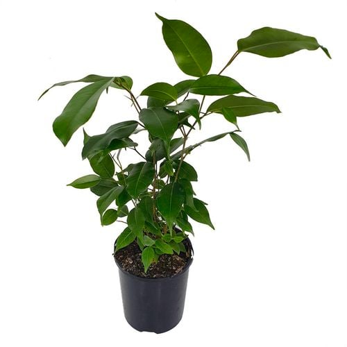 125mm Weeping Fig - Ficus benjamina - Bunnings Australia