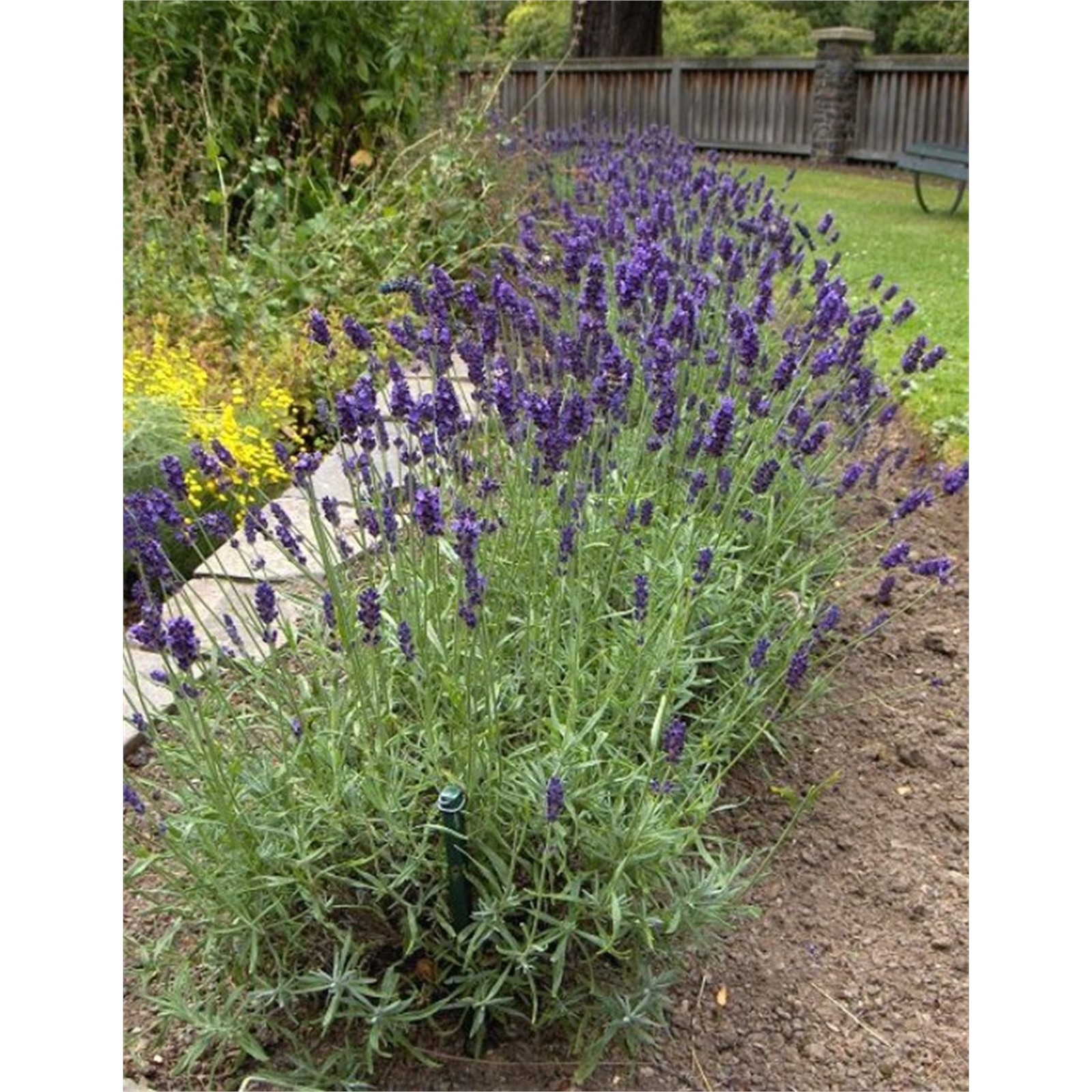 140mm Lavender English Lavandula angustifolia Bunnings Australia