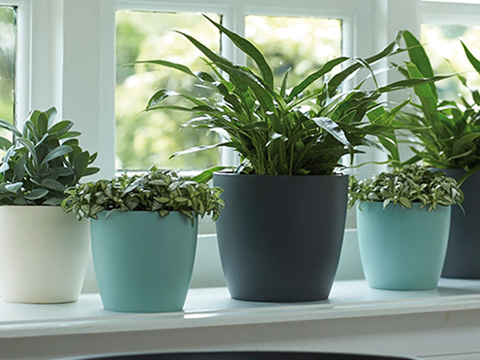 Plastic Plant Pots Bunnings New Zealand