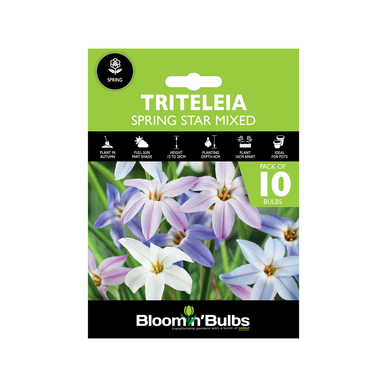 Bloomin' Bulbs Triteleia Spring Star Mixed Ipheion uniflorum 10
