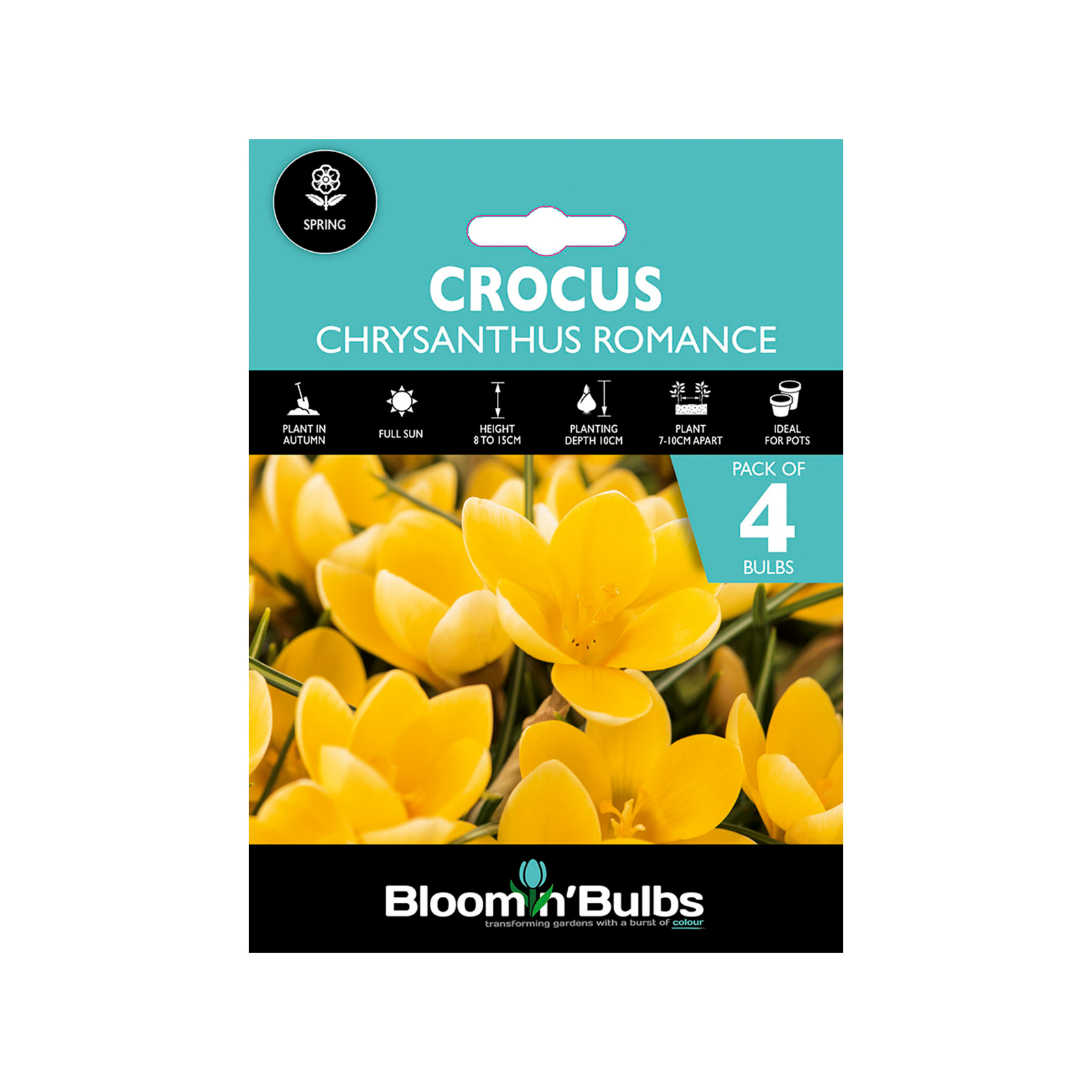 Bloomin Bulbs Crocus Chrysanthus Romance Crocus chrysanthus 4 Pack
