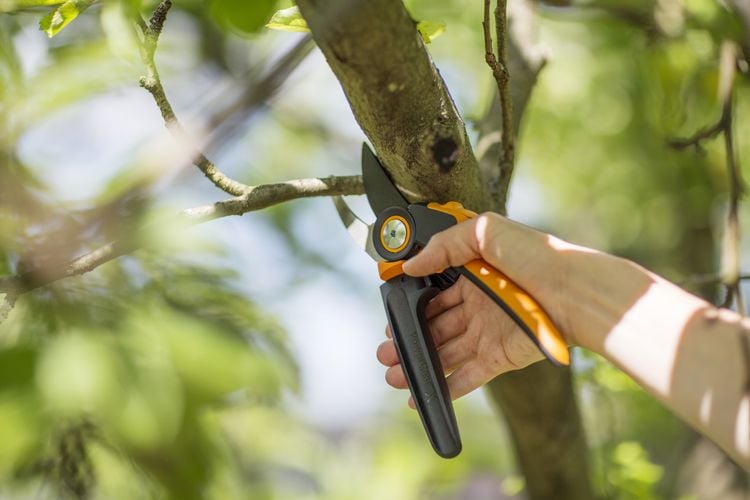 Person cutting tree limb with pruner