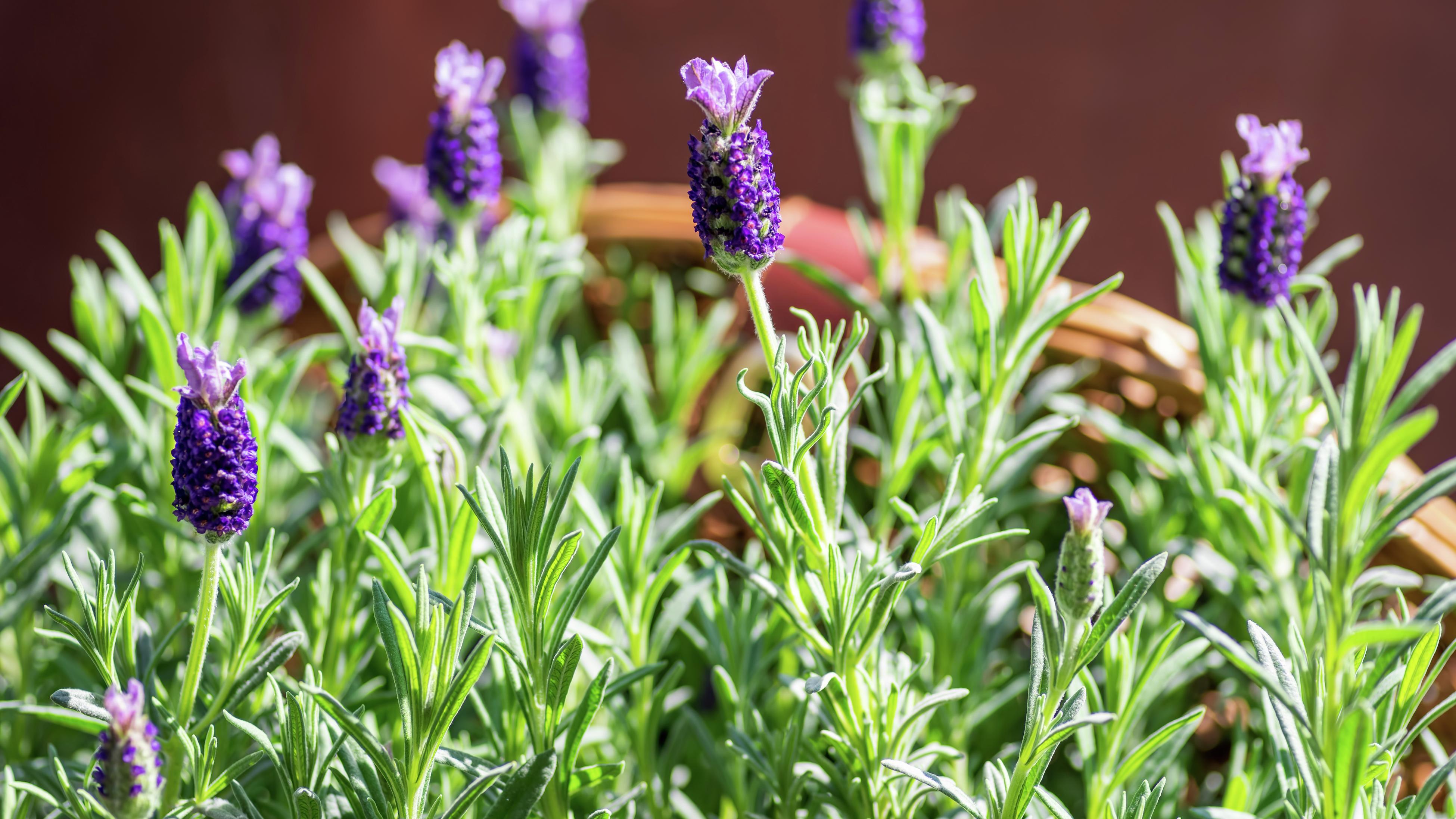 Lavender growing in a terracotta planter