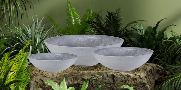 Three grey glass bowls with plant around them