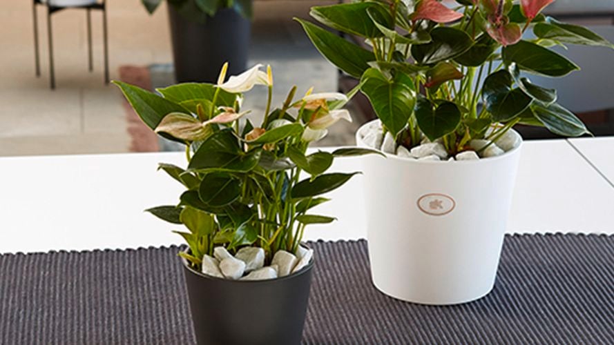 SK Dallas Espirit Ceramic Pot 0193138 0193144