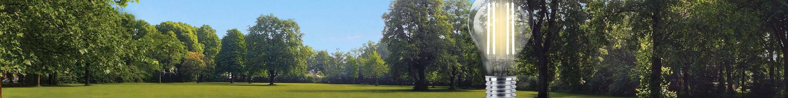 long image with green trees, grass and light glove