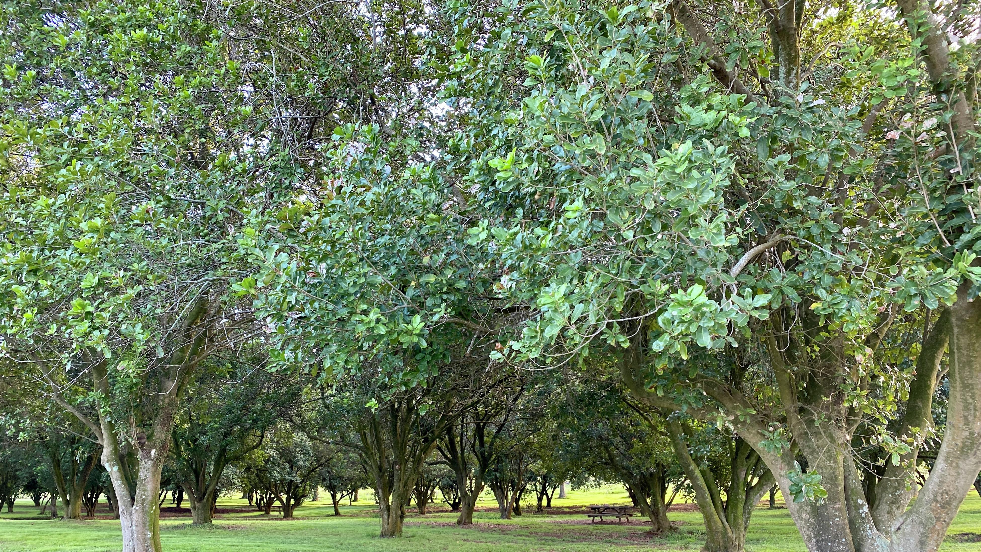 Where do deals macadamia nuts grow