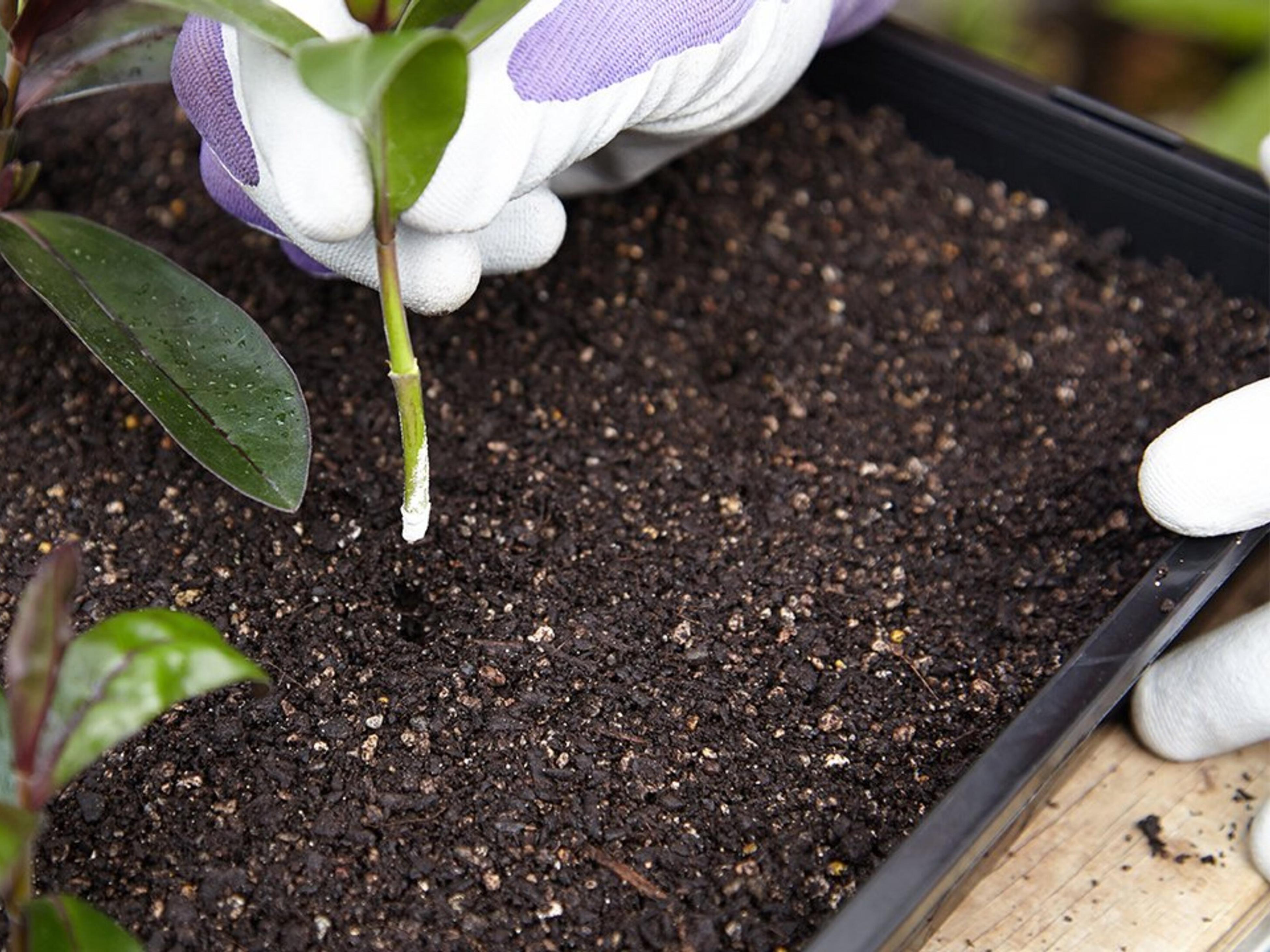 Propagation Equipment Bunnings Australia