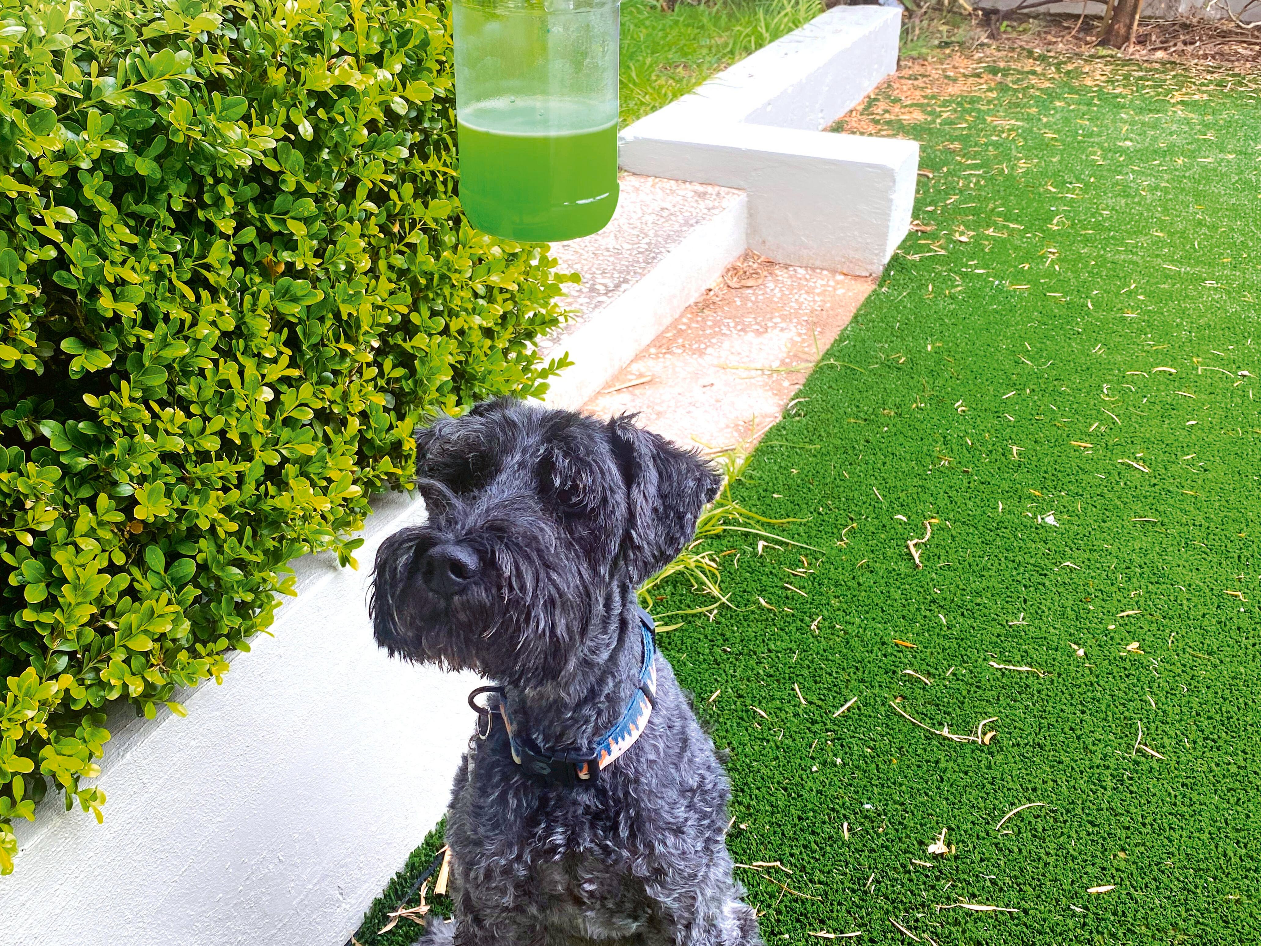 A Non Toxic Way To Keep Pests Away In Summer Bunnings Australia