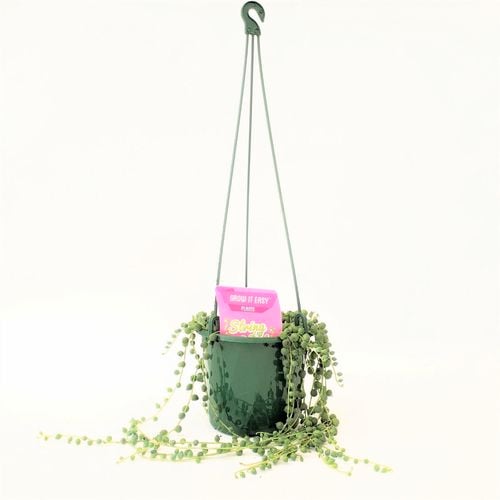 Grow It Easy Range 130mm String Of Pearls Senecio rowleyanus