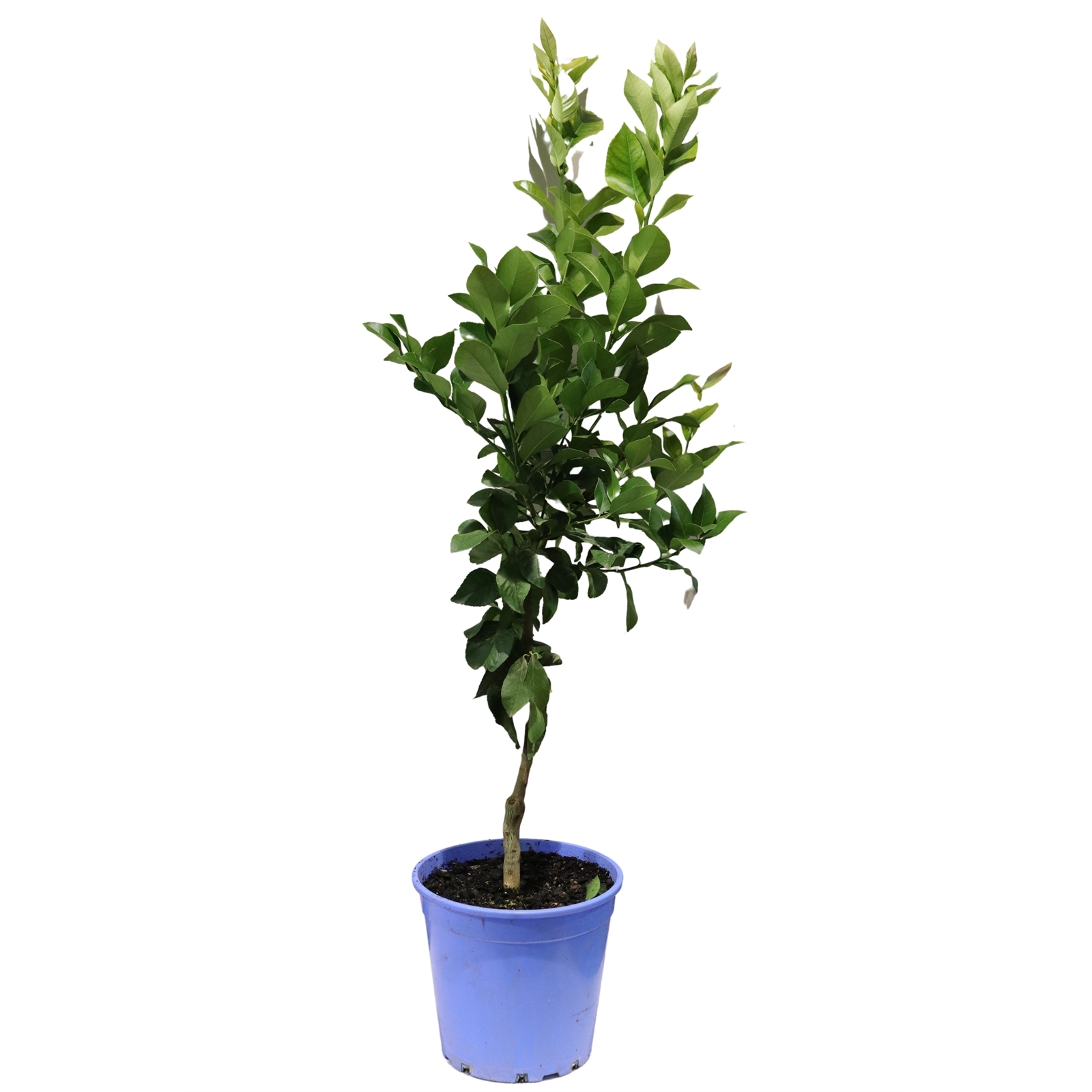 250mm Lemon Dwarf Eureka Bunnings Australia