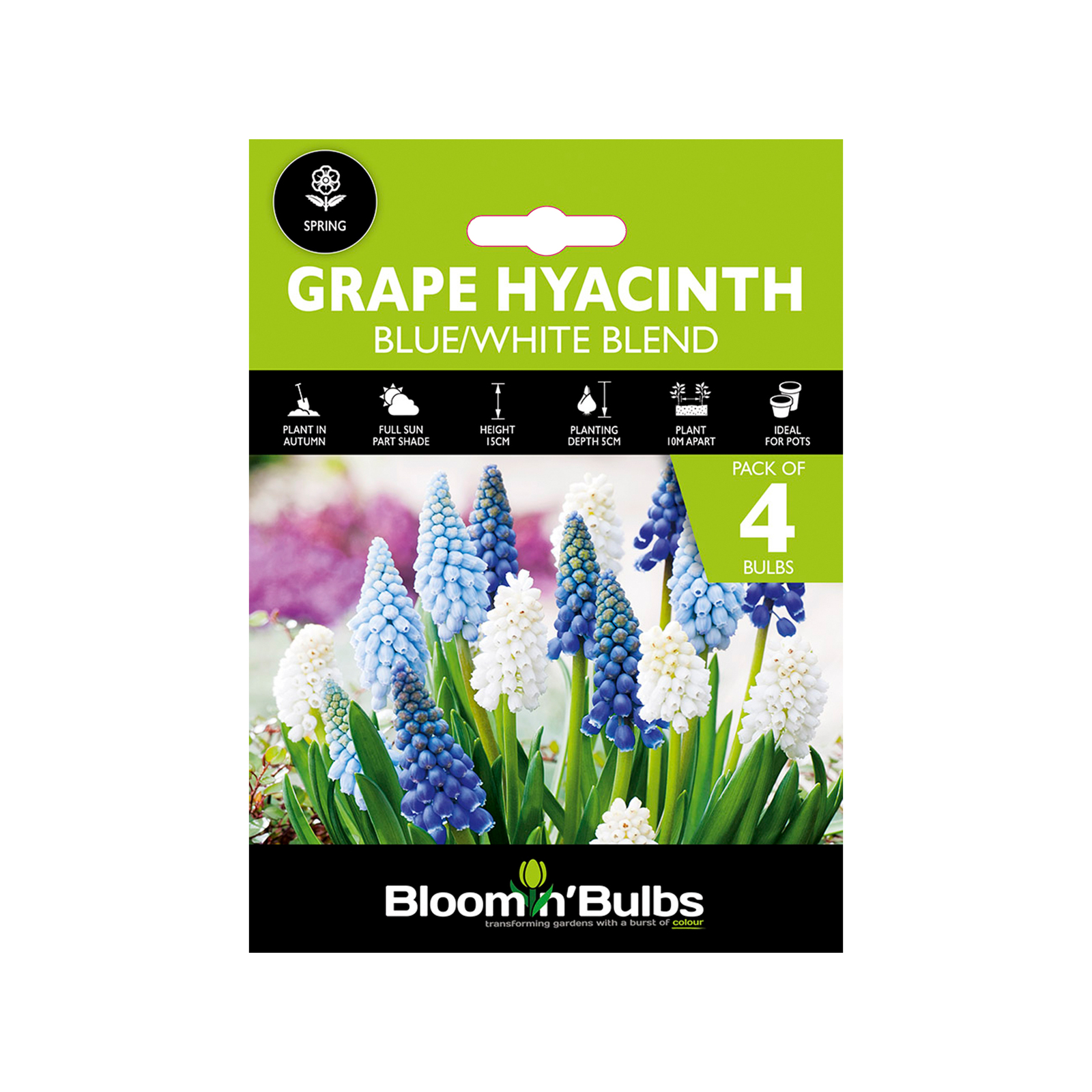 Bloomin' Bulbs Blue And White Blend Grape Hyacinth Muscari armeniacum