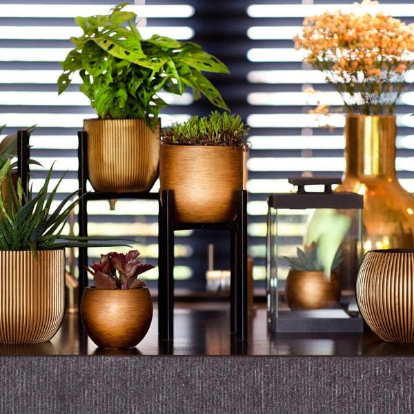 array of indoor plant pots