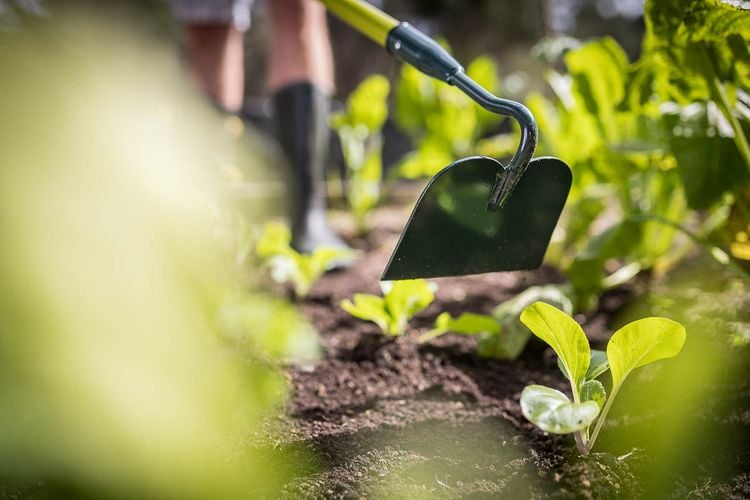 Person using hoe to prepare garden bed