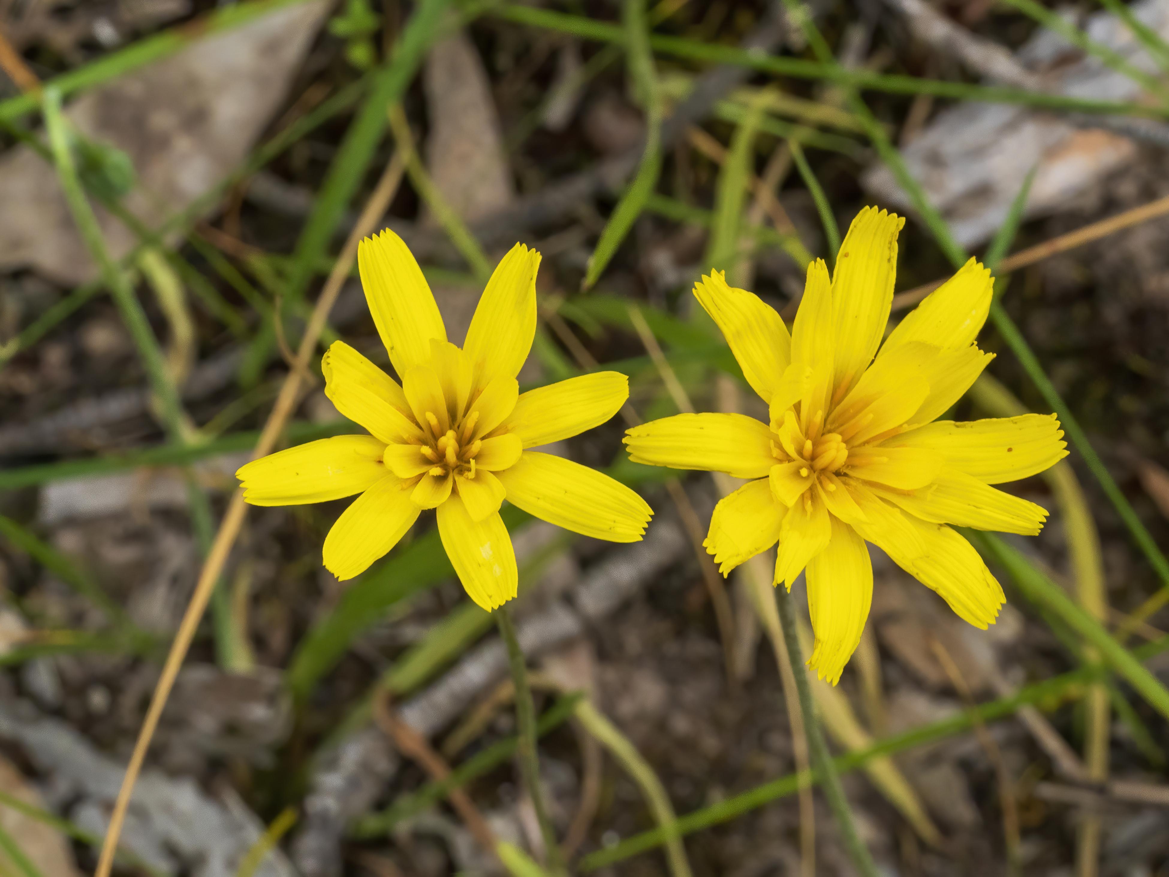 How To Grow Yam Daisy Bunnings Australia