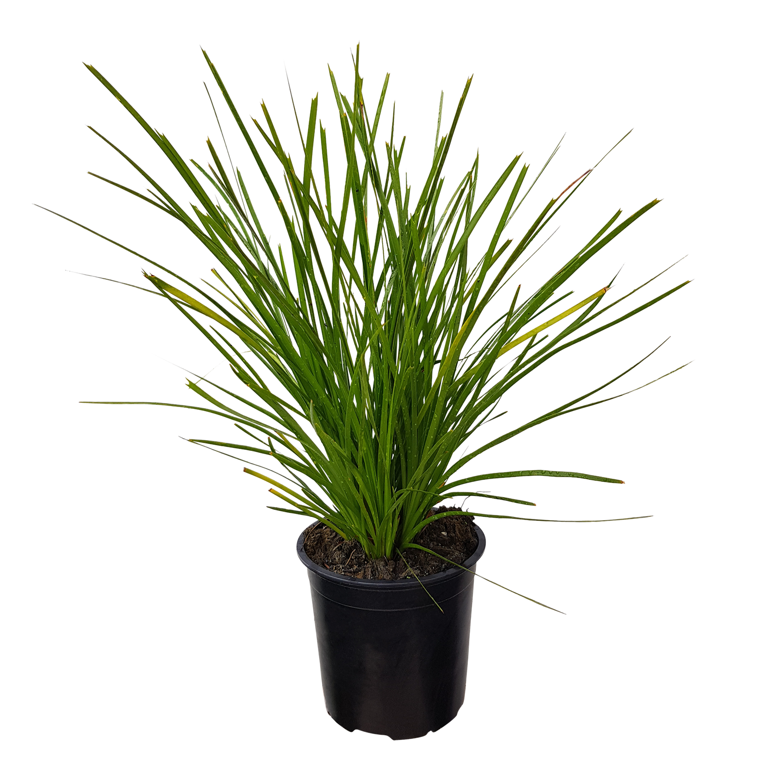 1L Lomandra Lime Tuff - Lomandra longifolia Spp - Bunnings New Zealand