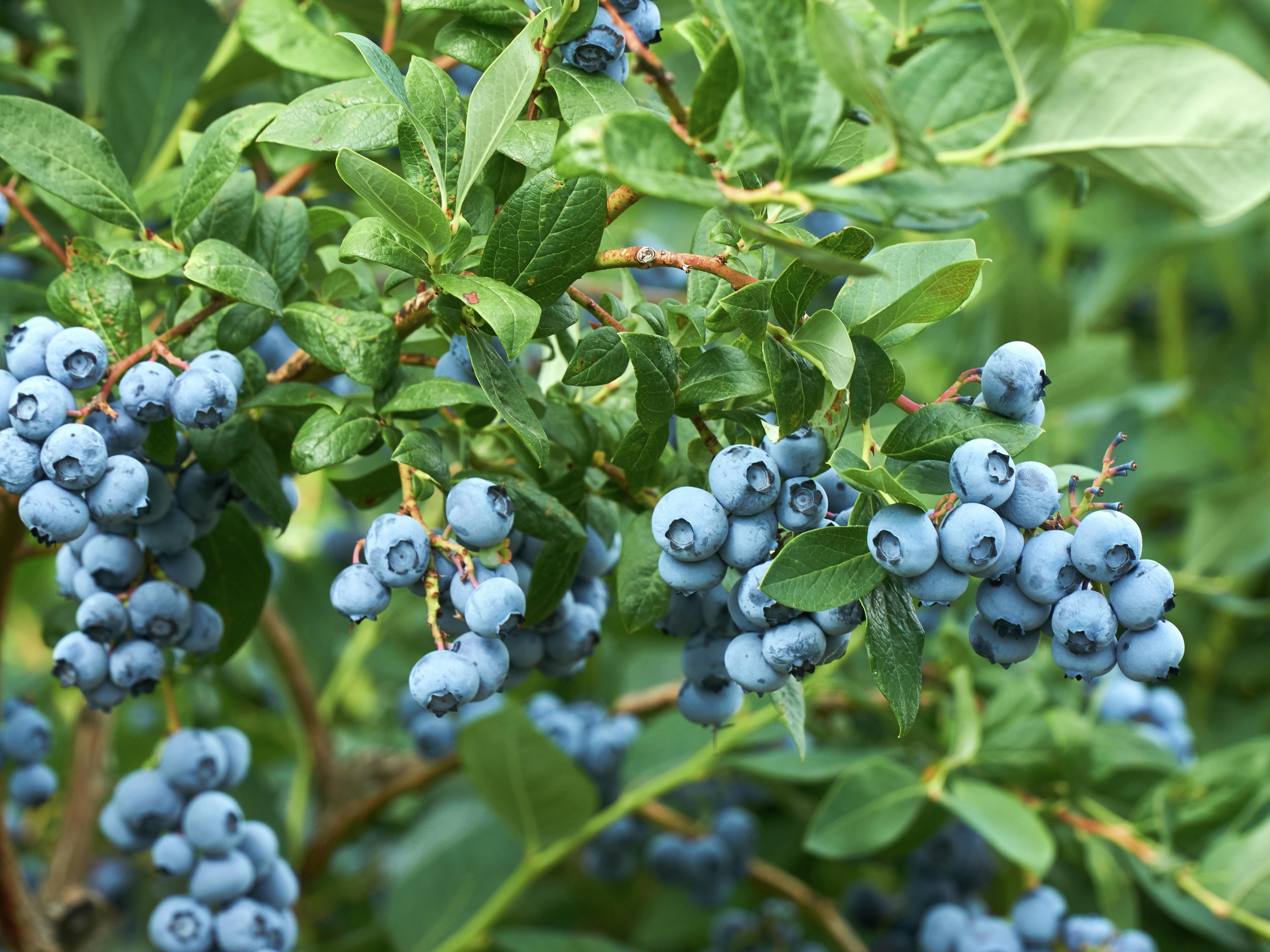 The Easiest Blueberries for Beginners to Grow