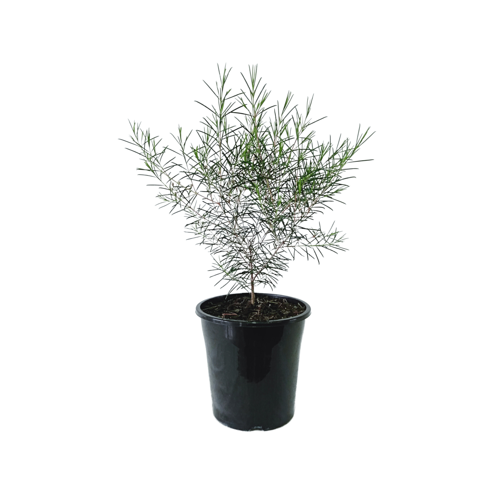 180mm Tucker Bush Jambinu Zest Geraldton Wax Raspberry Ripple