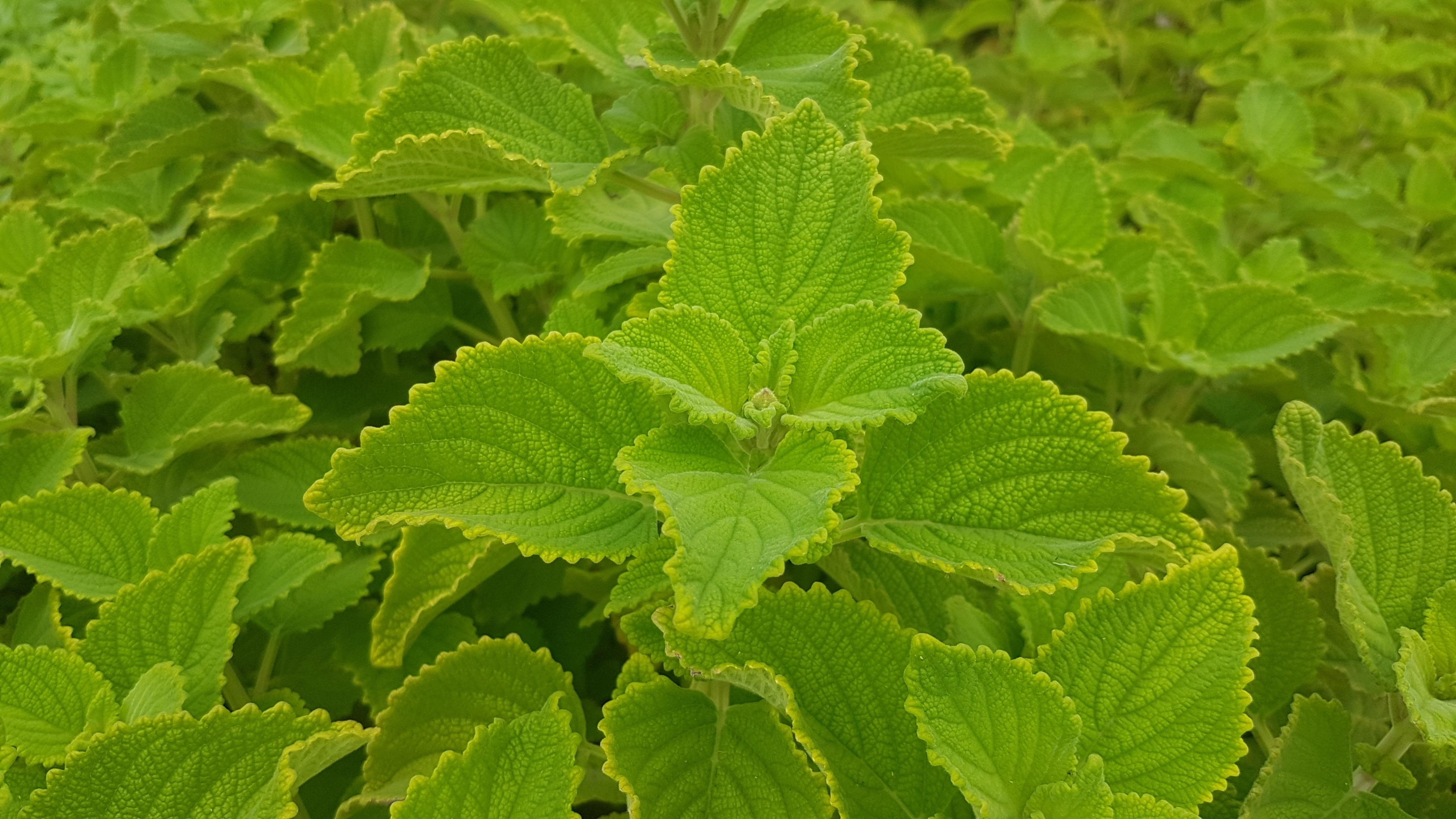 How To Grow Bush Basil Bunnings Australia