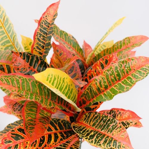 UN-REAL 95cm Artificial Petra Croton Tree - Bunnings Australia