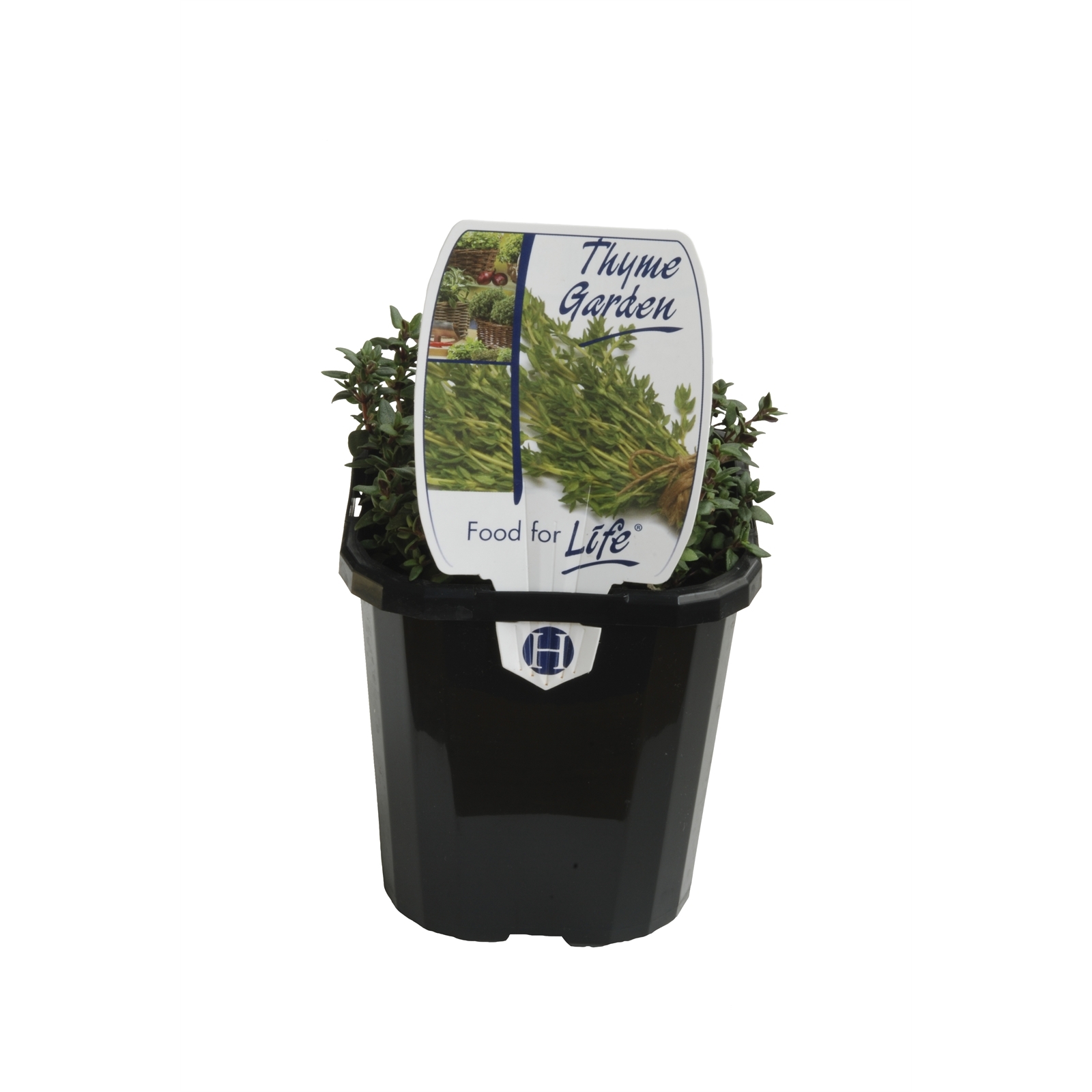 95mm Thyme Thymus vulgaris Food For Life Range Bunnings Australia