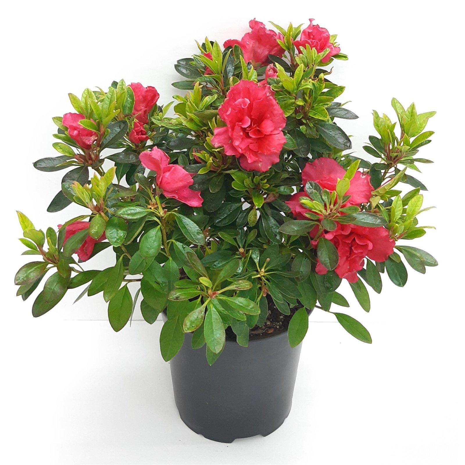 2.5L Azalea Genus rhododendron Bunnings New Zealand