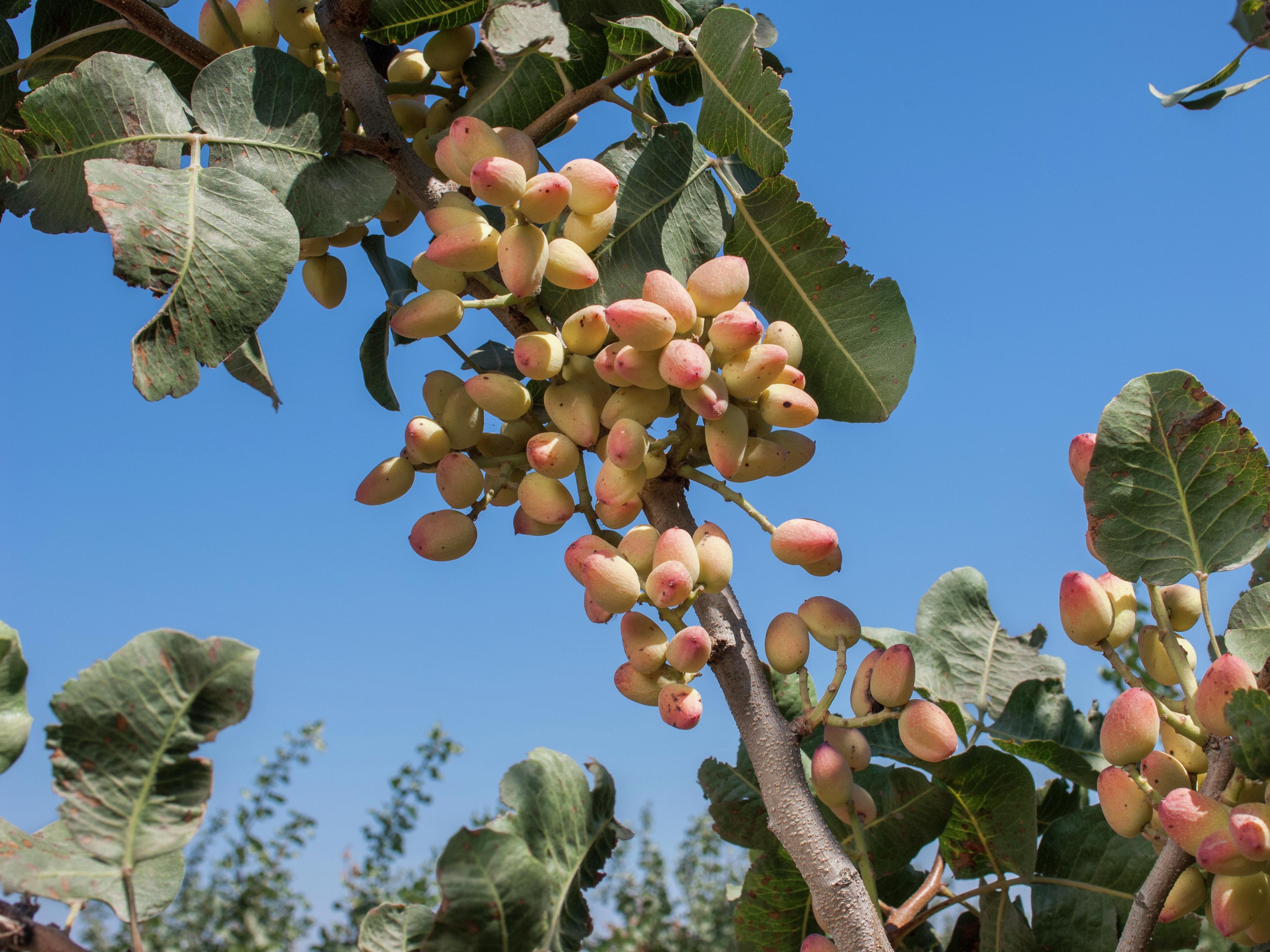 How do on sale pistachios grow