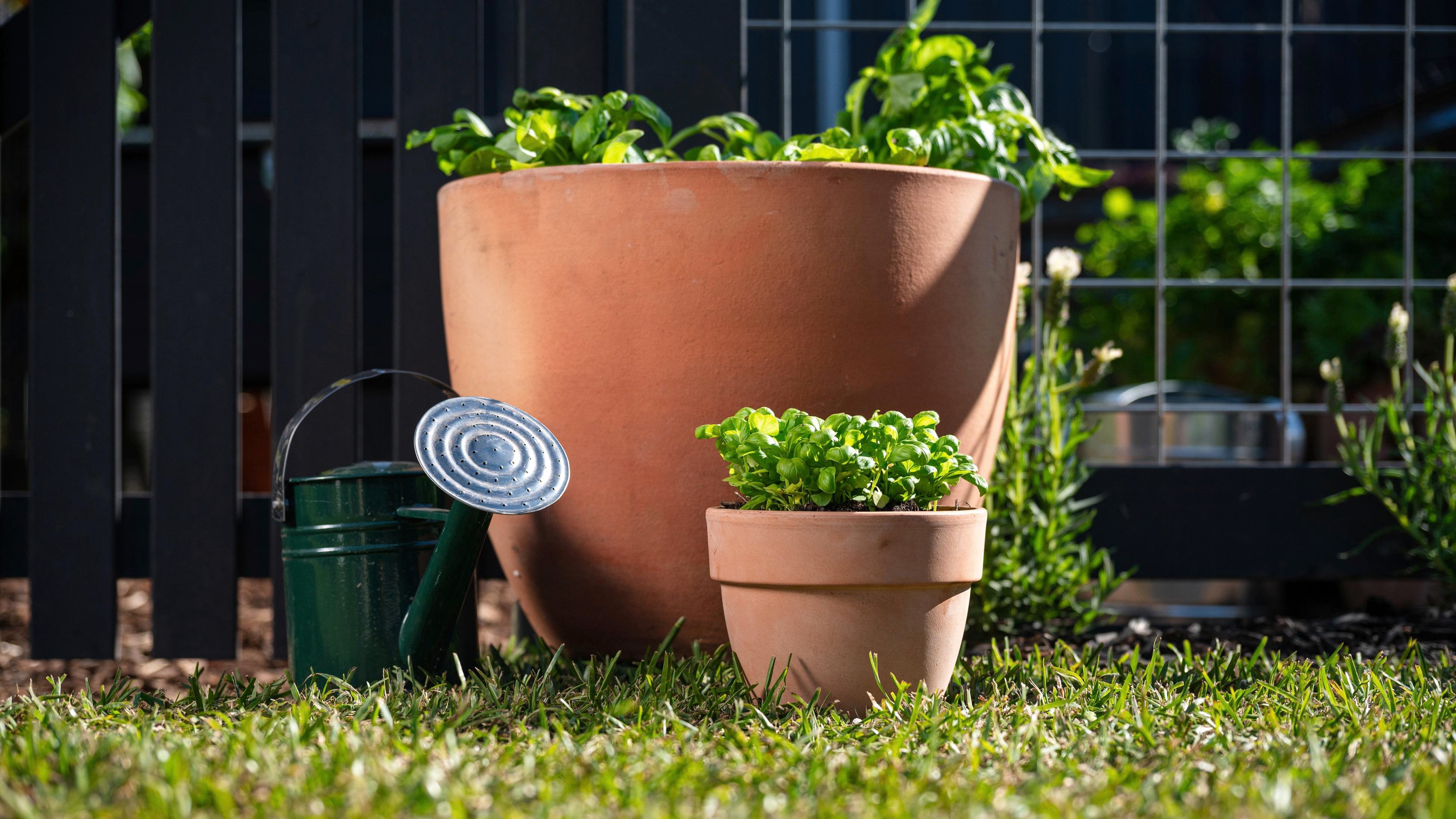 Patch To Plate Basil Bunnings Australia