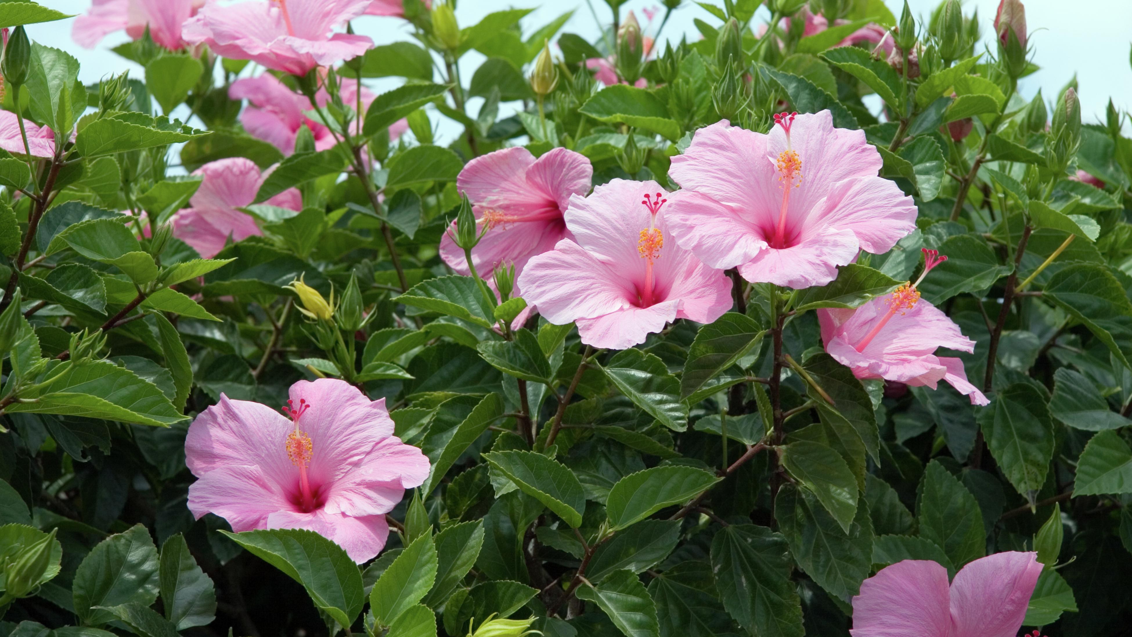Searles  How to grow hibiscus