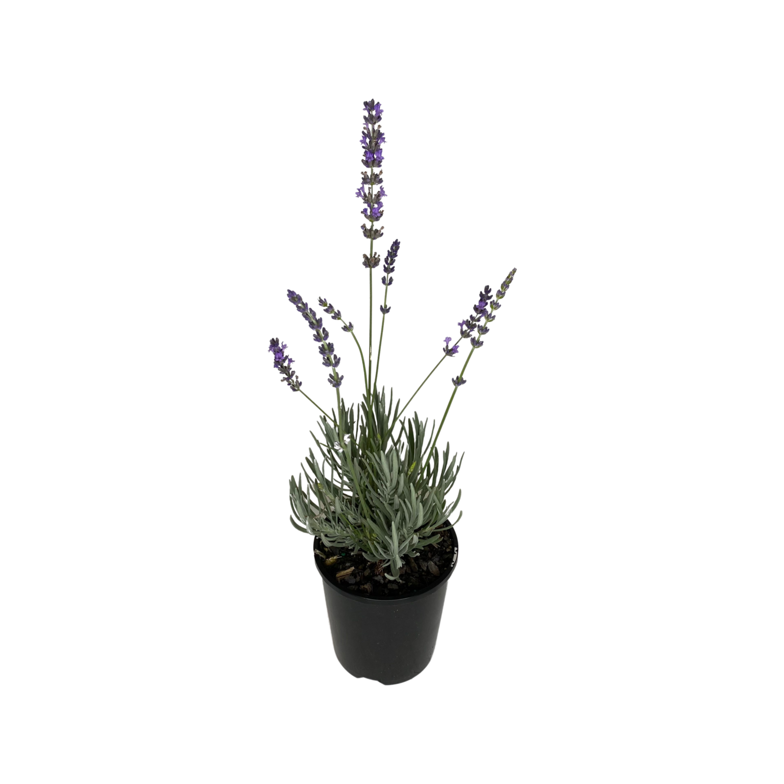 140mm English Lavender Lavandula angustifolia Bunnings Australia