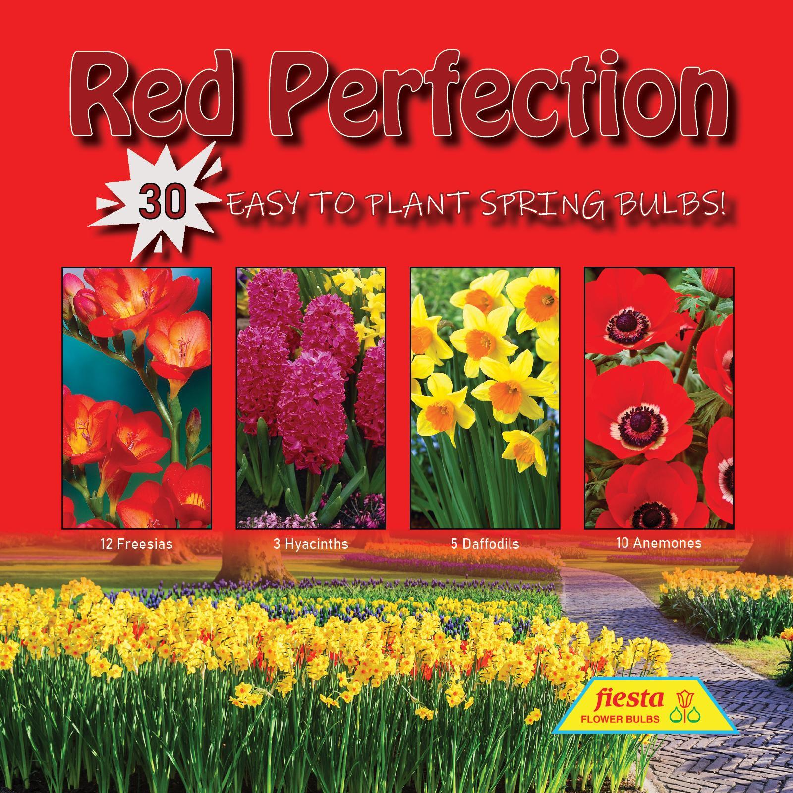 Fiesta Flower Bulbs Red Perfection Colour Combo 30 Bulbs Bunnings