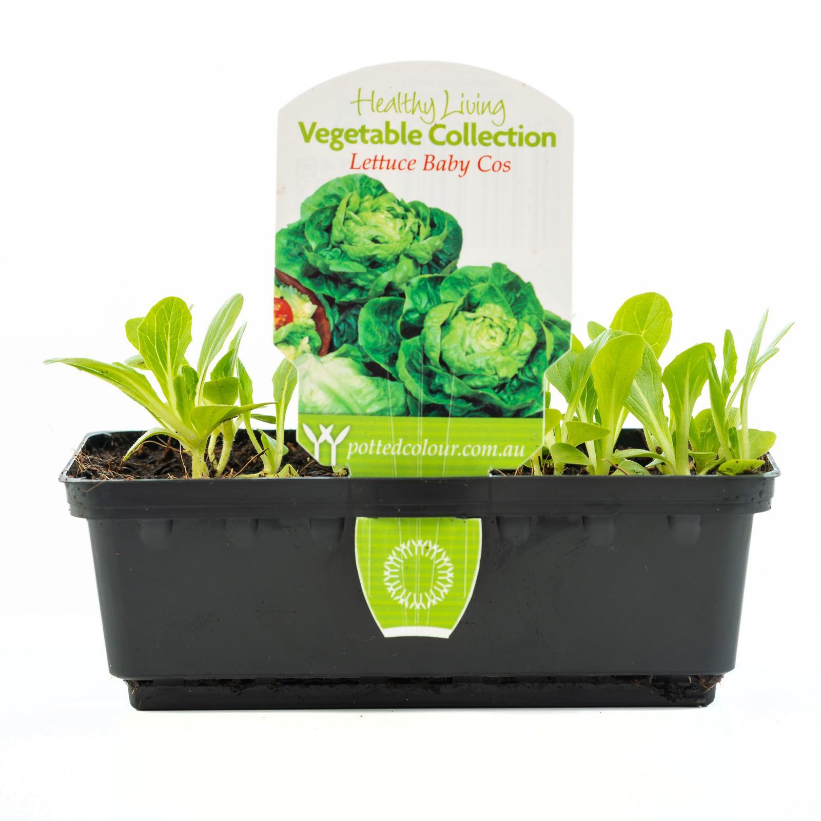 Lettuce Baby Cos Lactuca Sativa Bunnings Australia