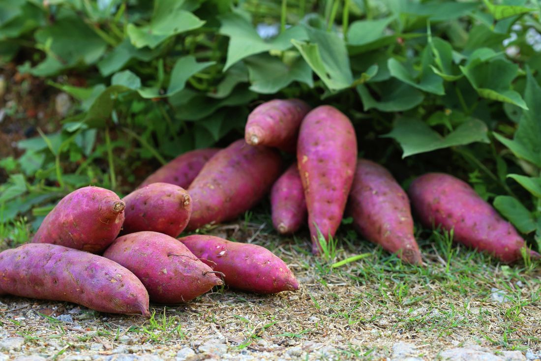 Purple sweet potatoes harvested beside the plants