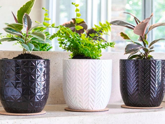 Tuscan Path White and Black Herring and Star Ceramic Grower Pots.