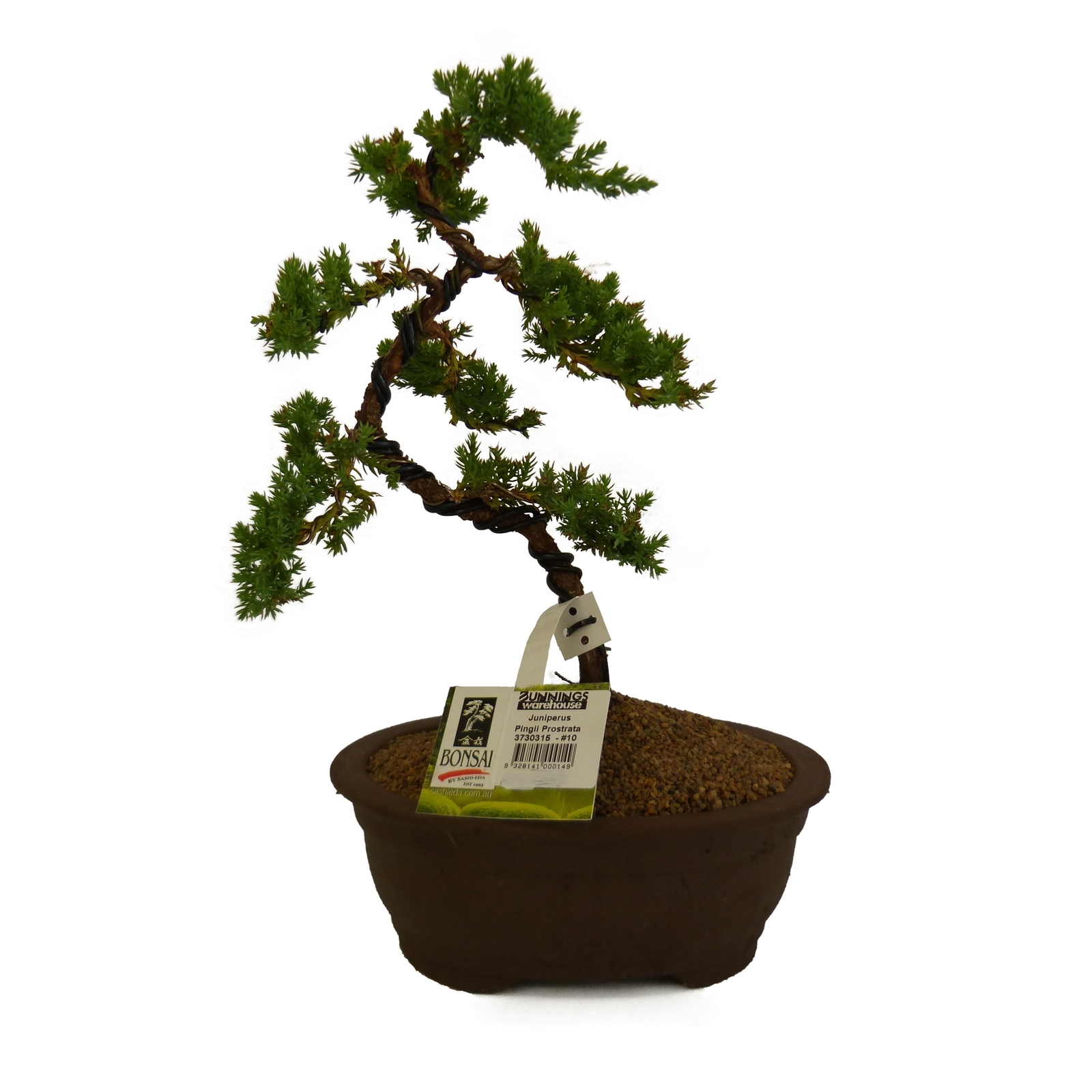 200mm Bonsai No 10 Starter Bunnings Australia